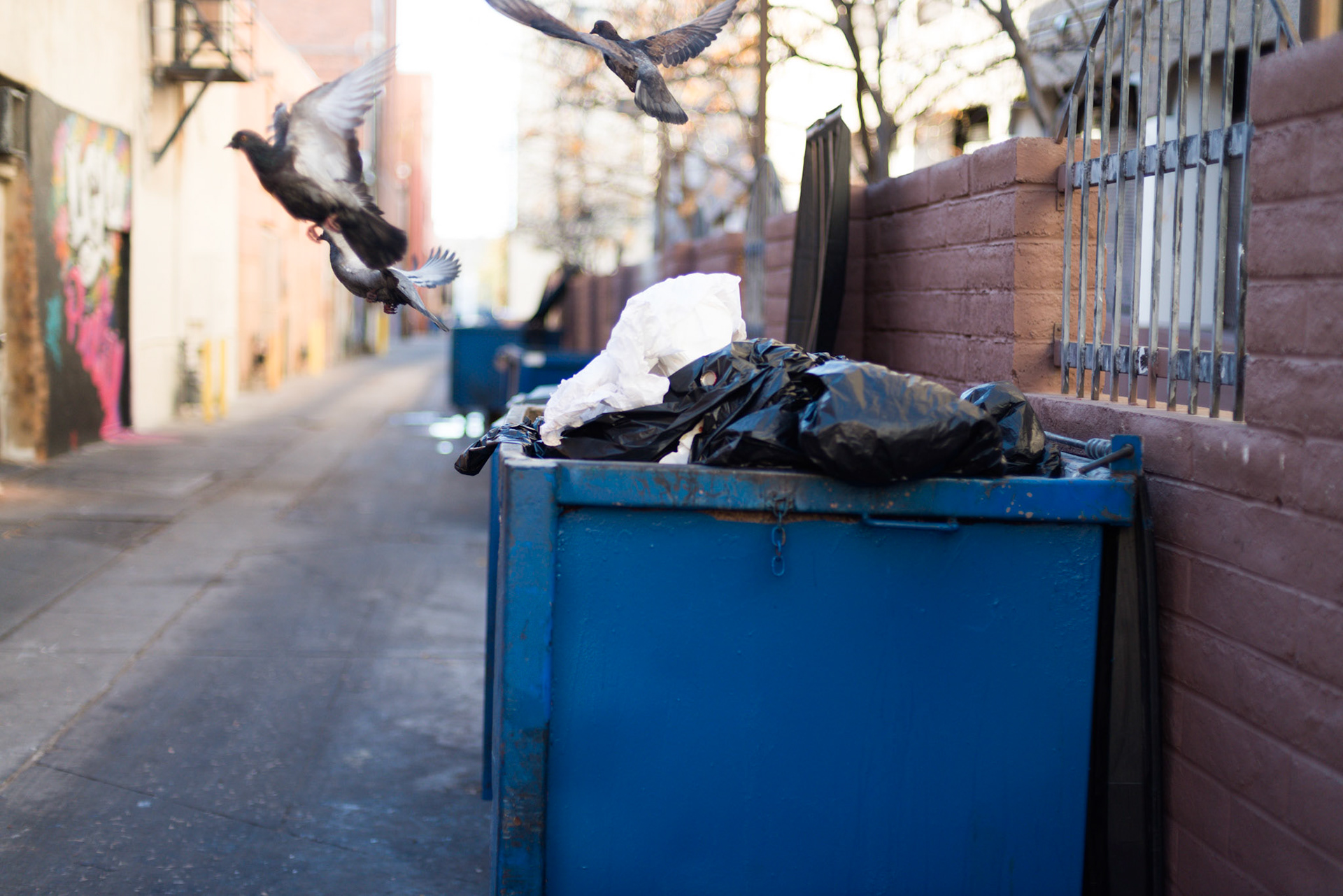 Dumpster birds