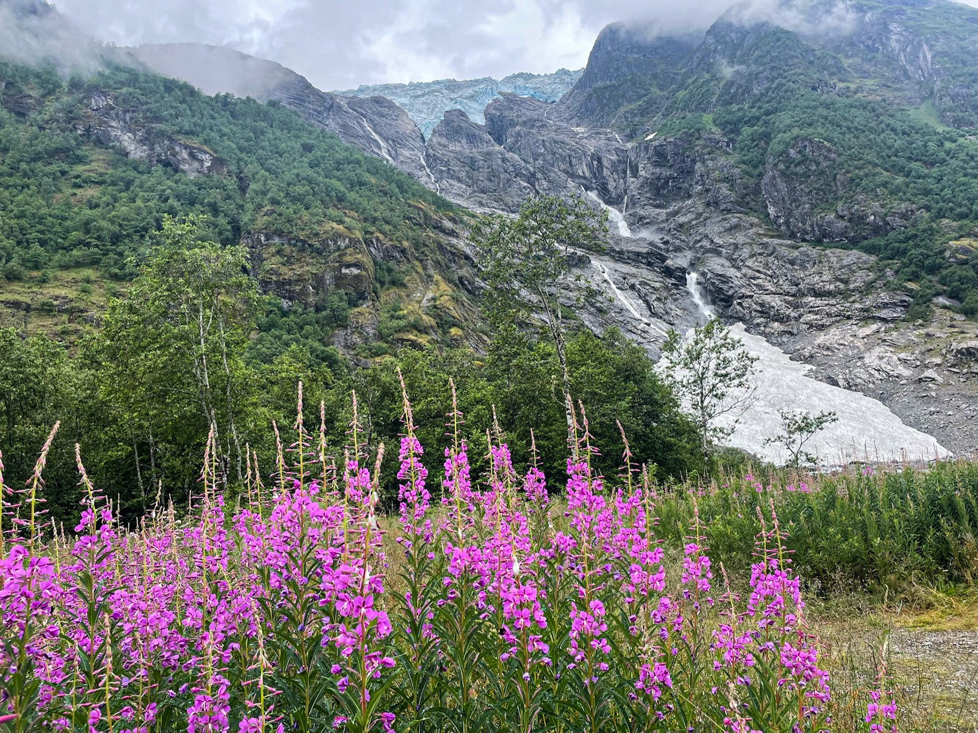 Wildflowers with glacier