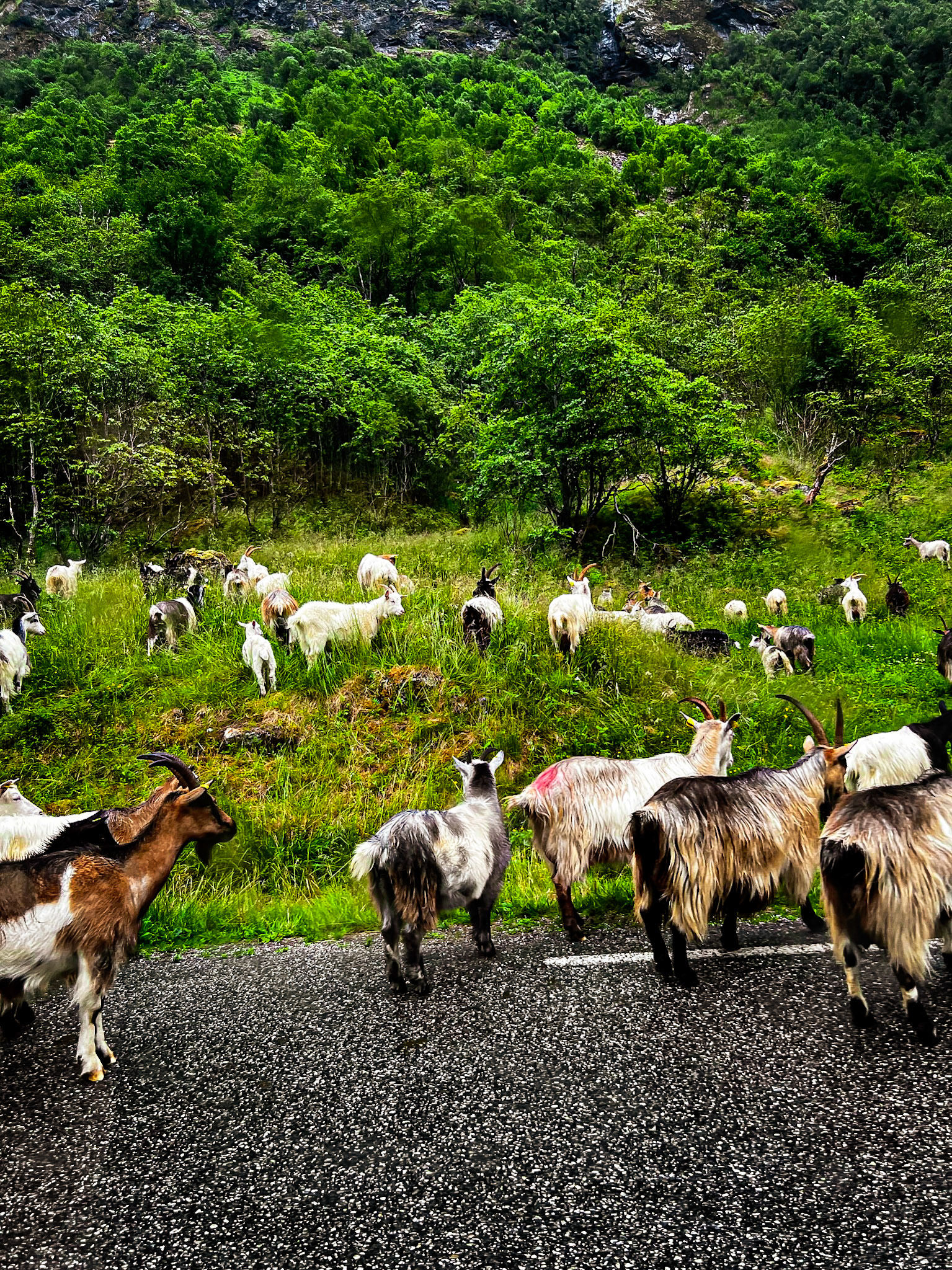 Goats in the road