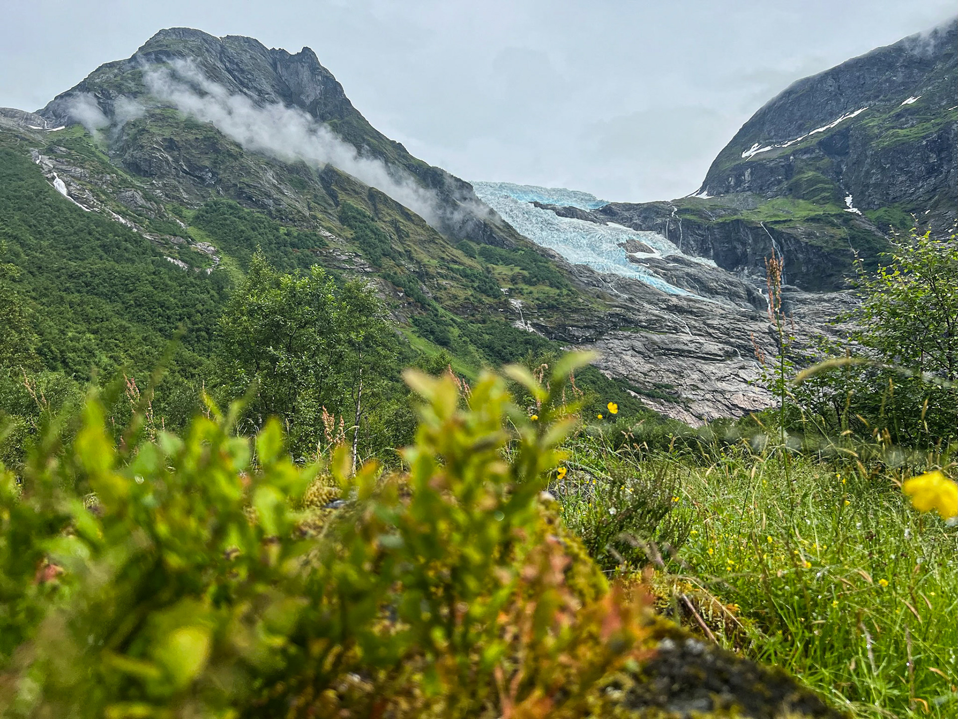 Wild grass and a glacier