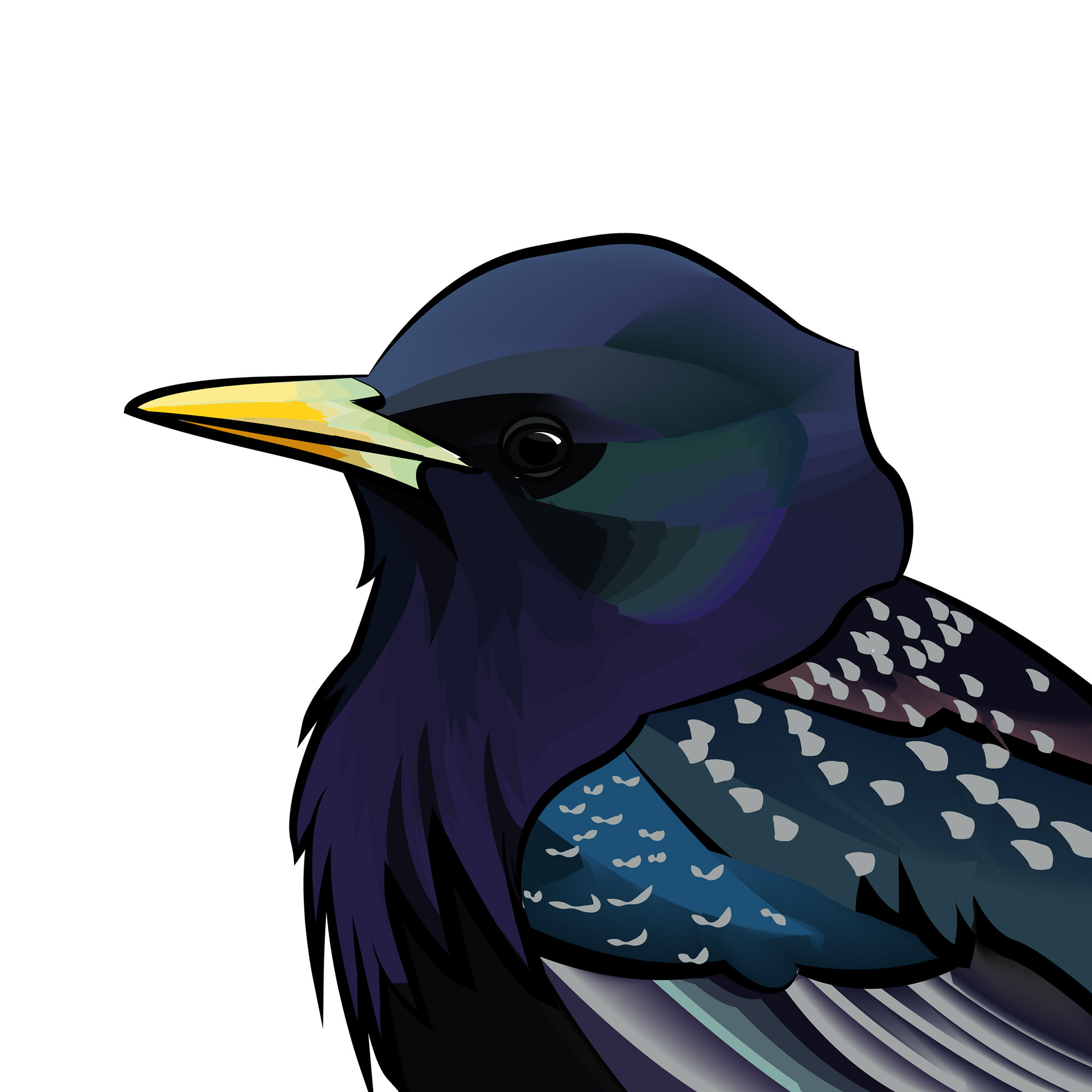 Stare | Common Starling