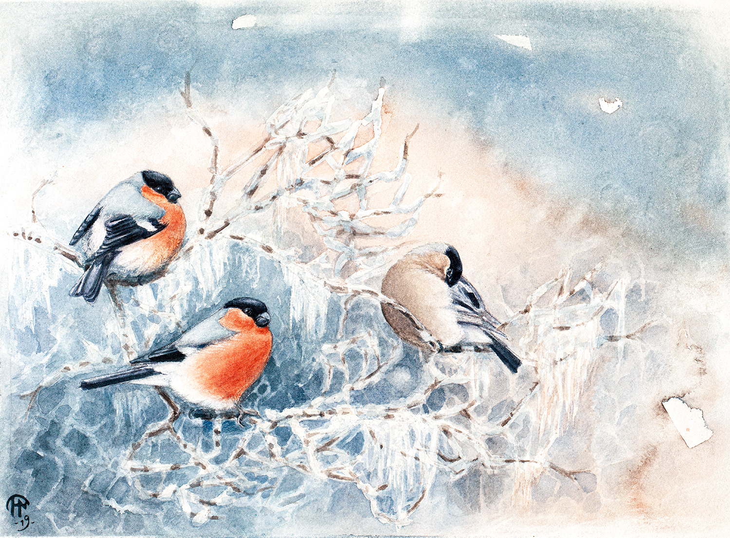 Eurasian bullfinches | Domherrar | Pyrrhula pyrrhula