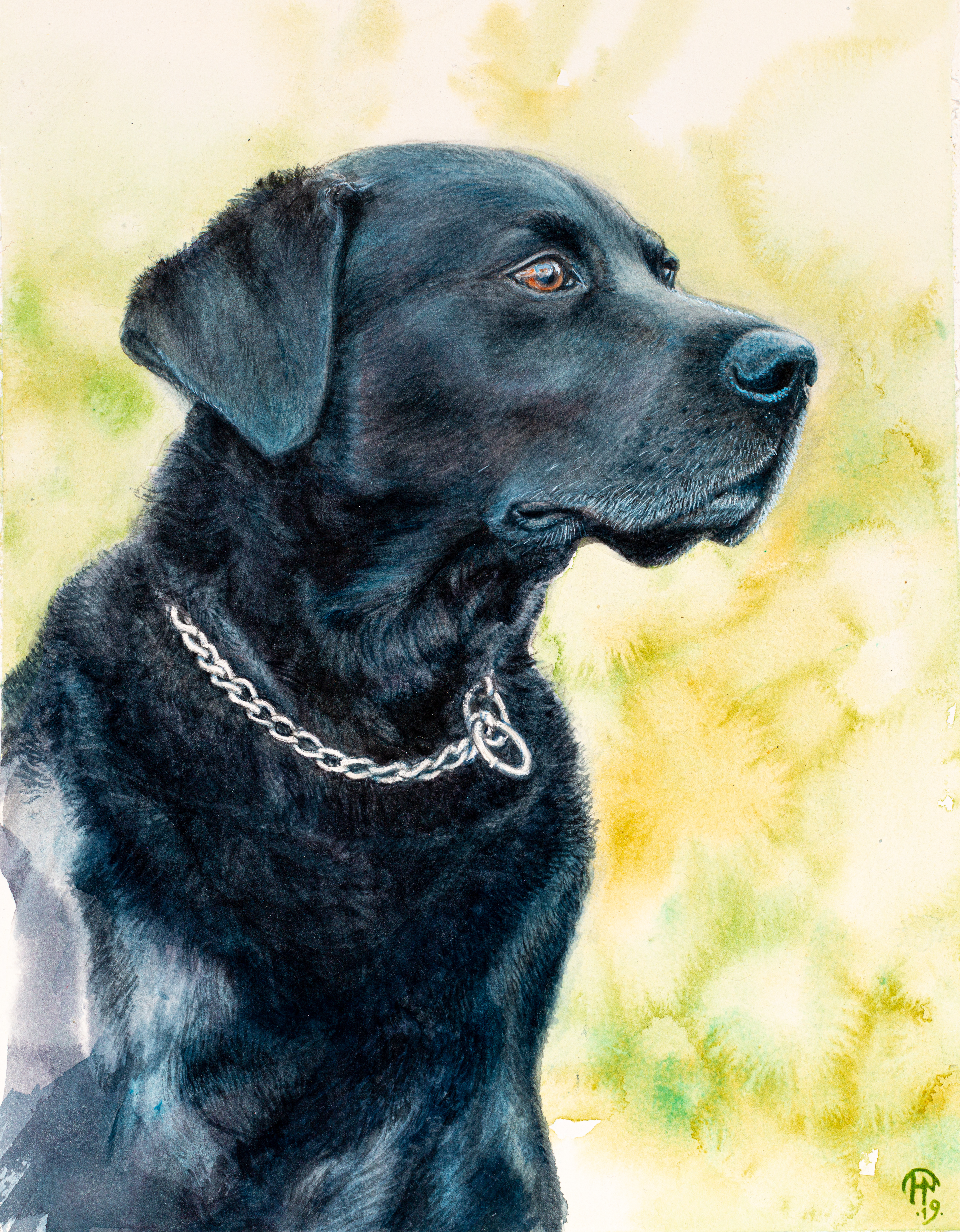 Pius - Labrador retriever