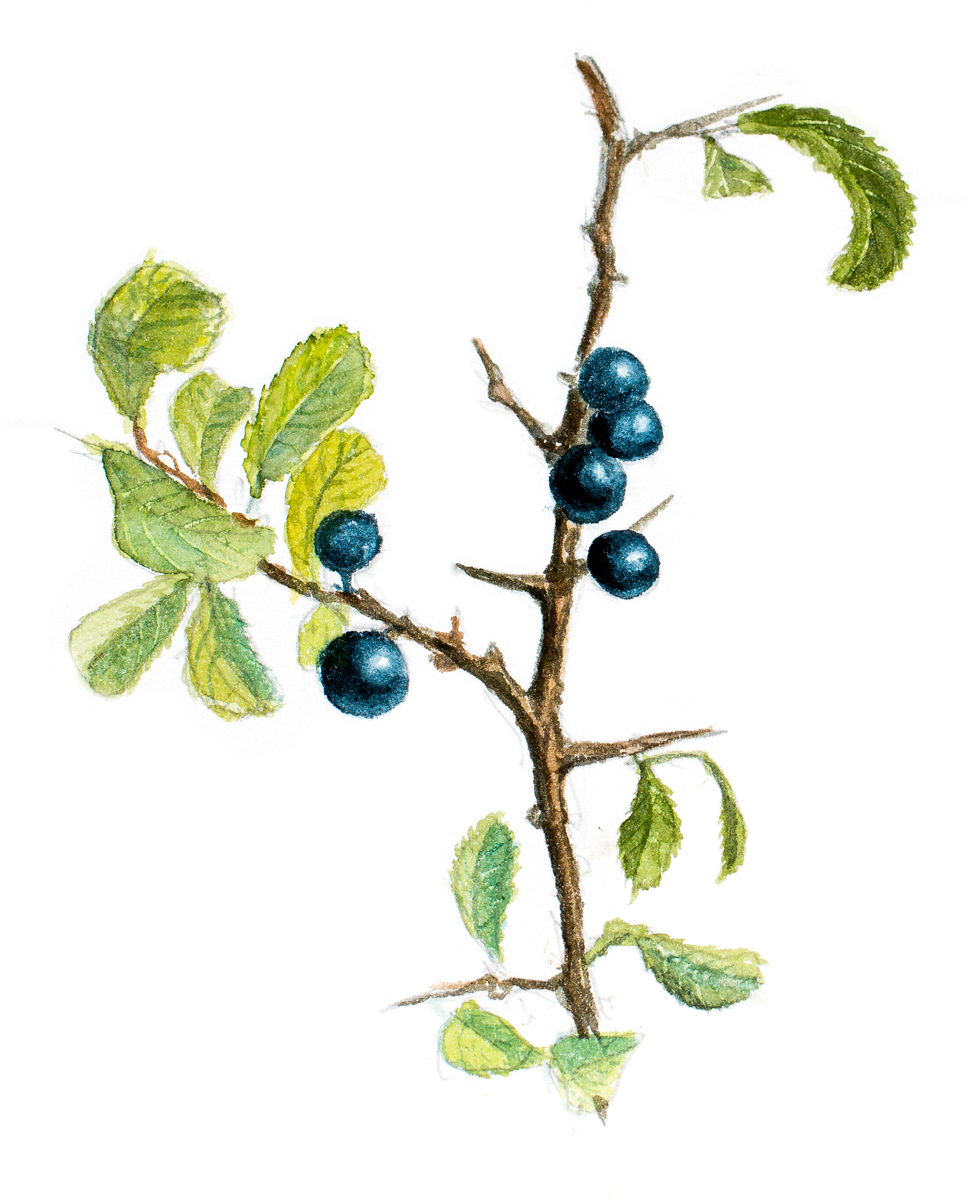 Sloe | Slån | Prunus spinosa