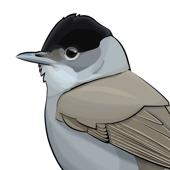 Svarthätta | Blackcap