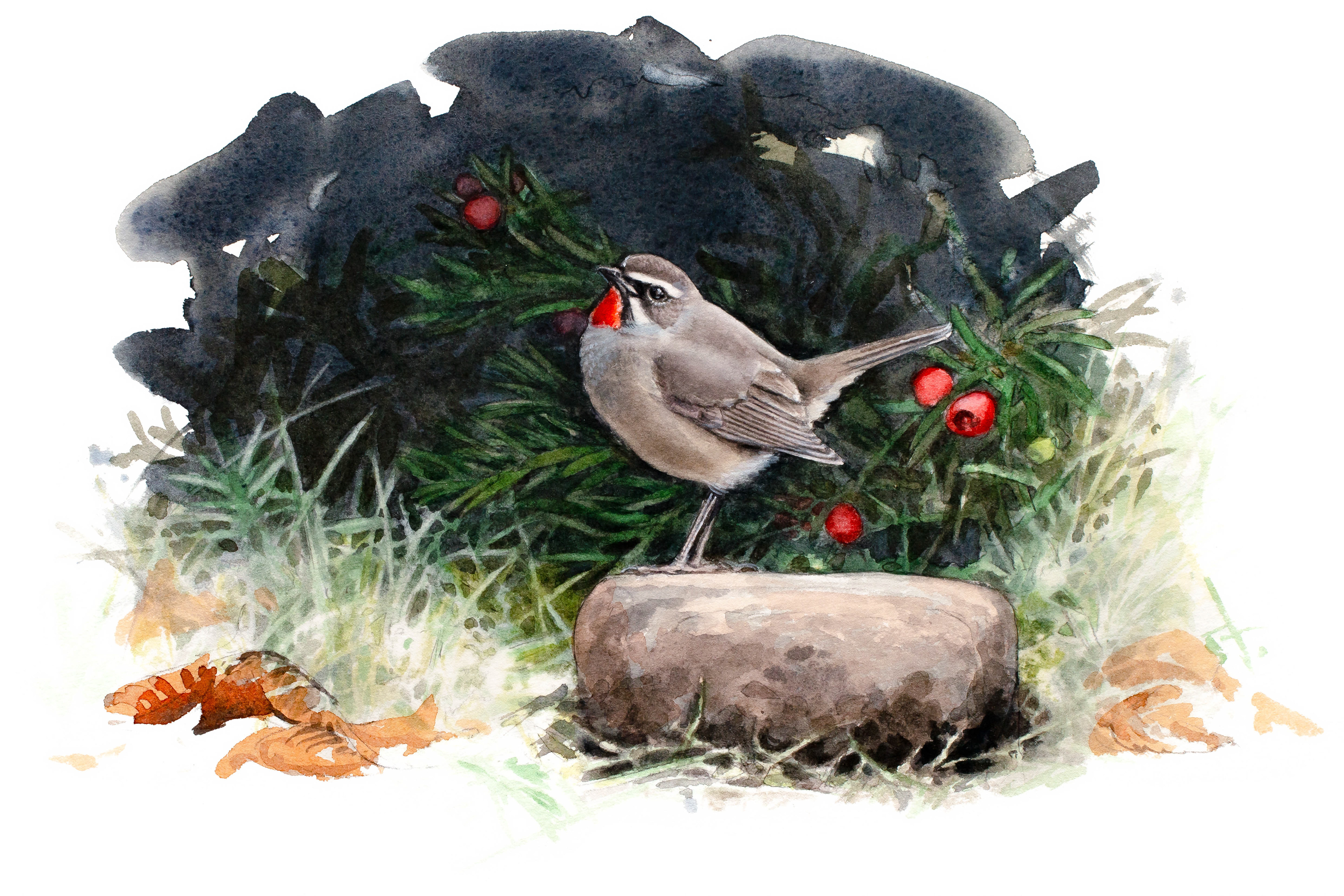 Siberian rubythroat | Rubinnäktergalen i Vargön | Calliope calliope