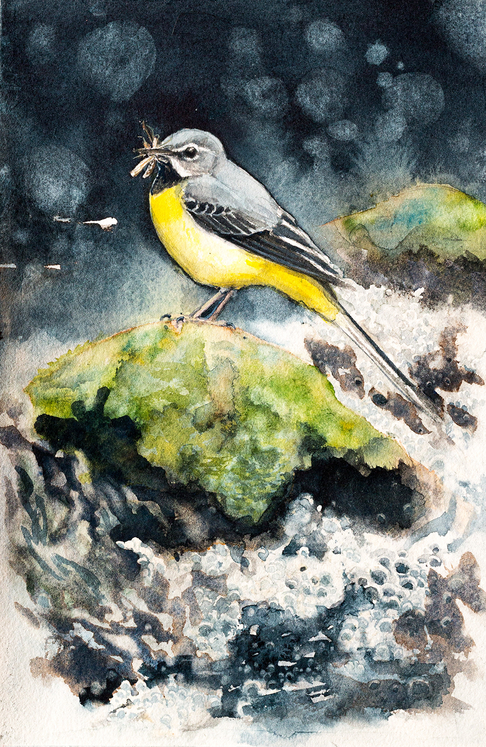 Grey wagtail | Forsärla | Motacilla cinerea