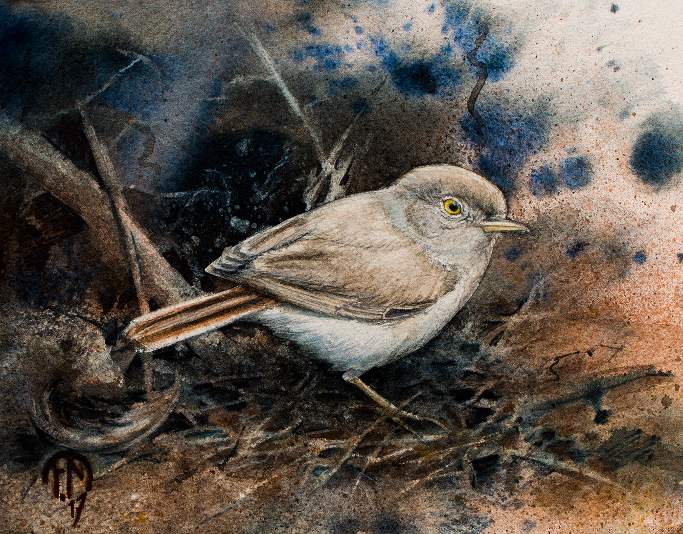 Desert warbler | Ökensångare | Sylvia nana