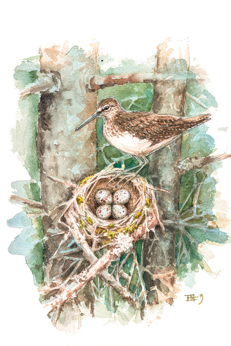 Green sandpiper | Skogssnäppa | Tringa ochropus