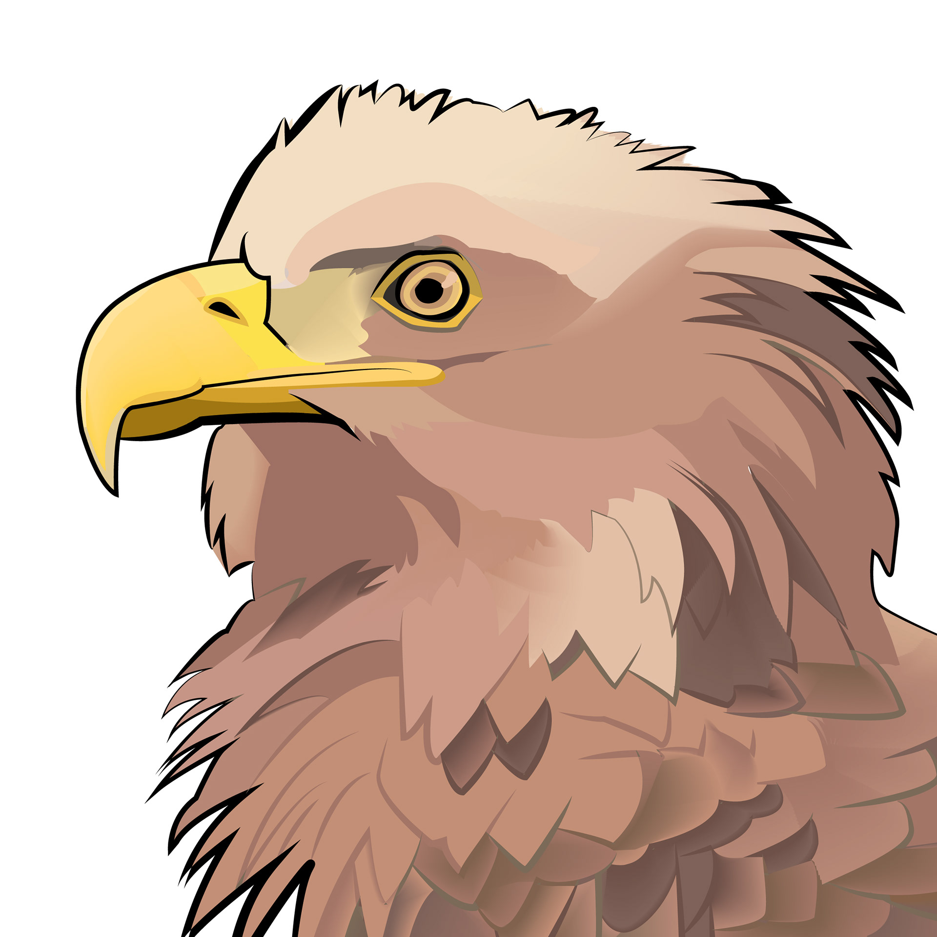 Havsörn | White-tailed Eagle
