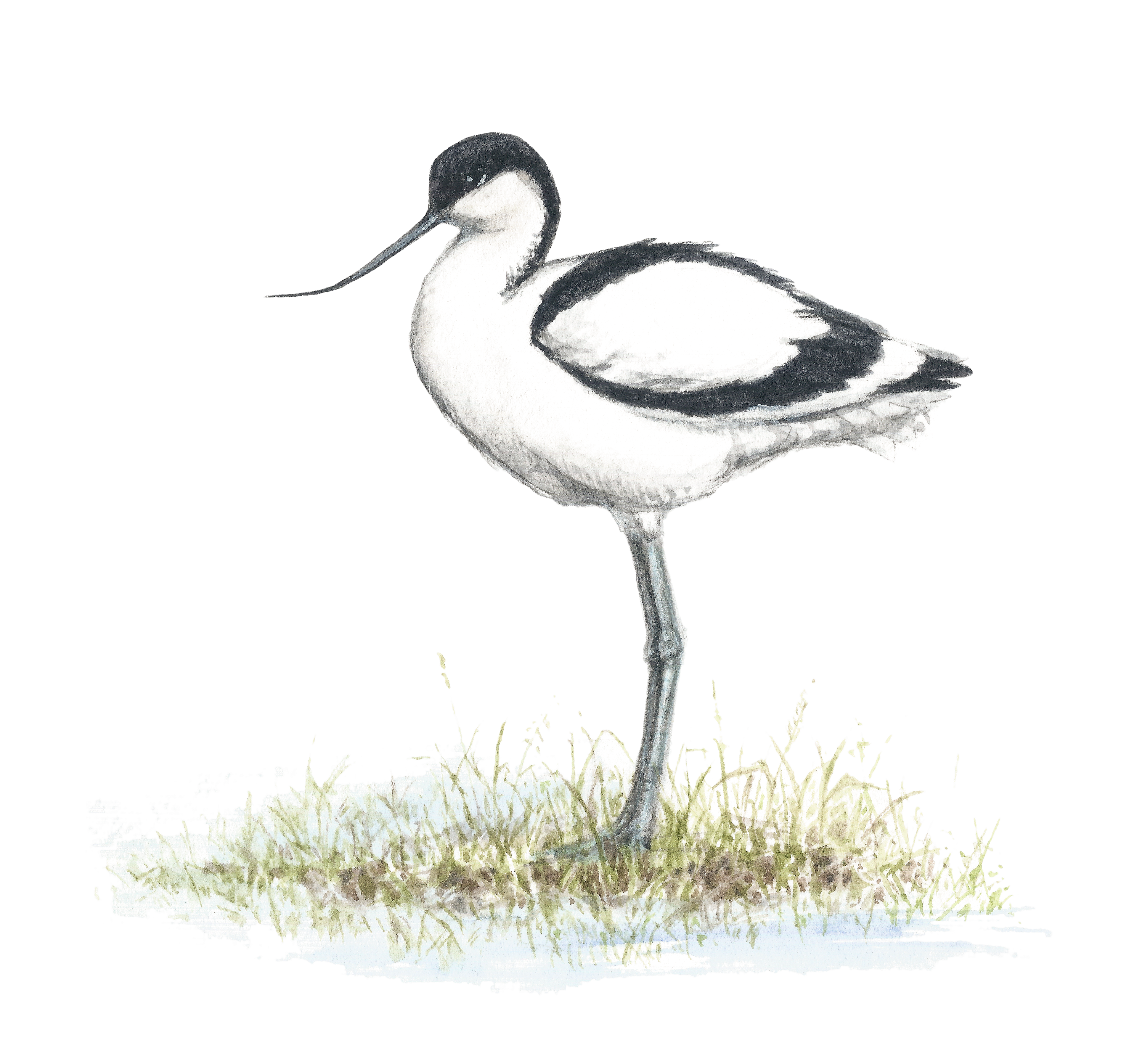 Pied avocet | Skärfläcka | Recurvirostra avosetta