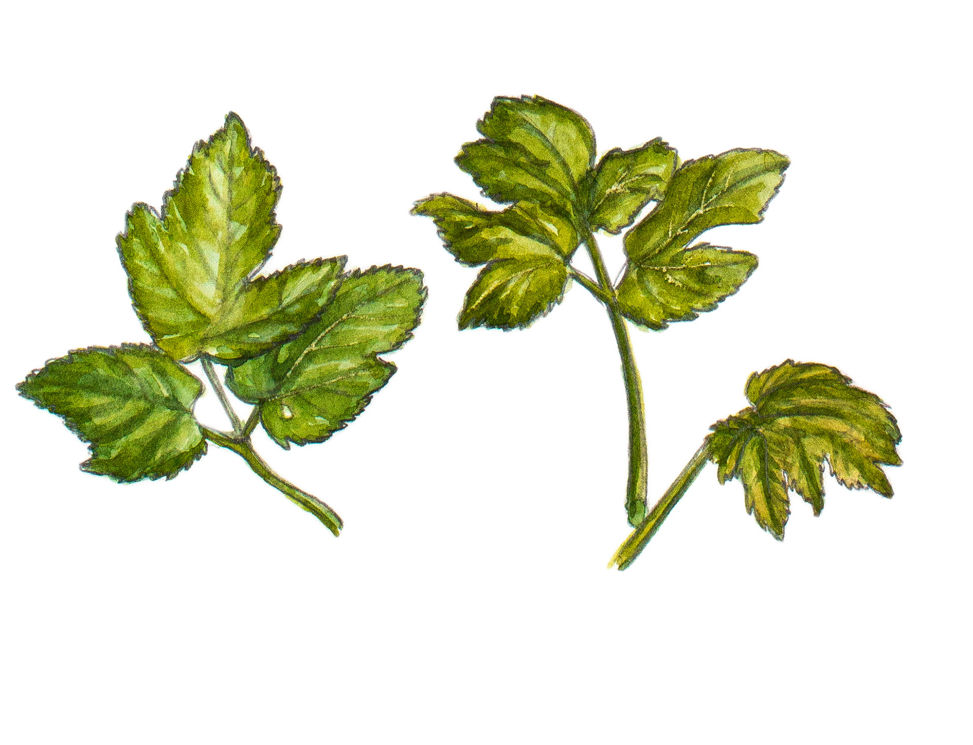 Kirskål