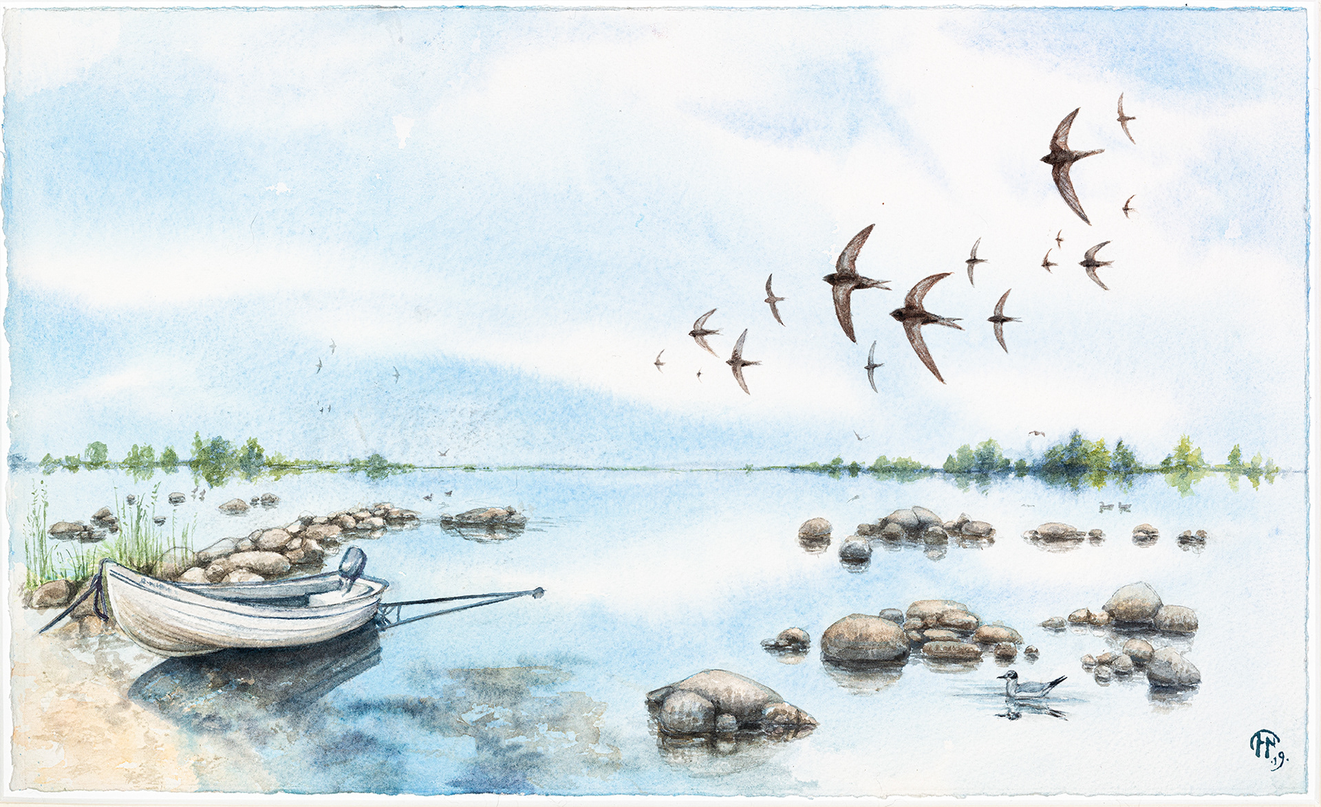 Common swift | Tornseglare | Apus apus