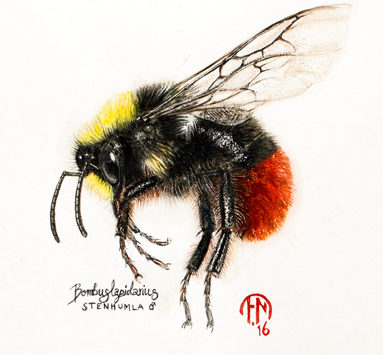 Red-tailed bumblebee | Stenhumla | Bombus lapidarius