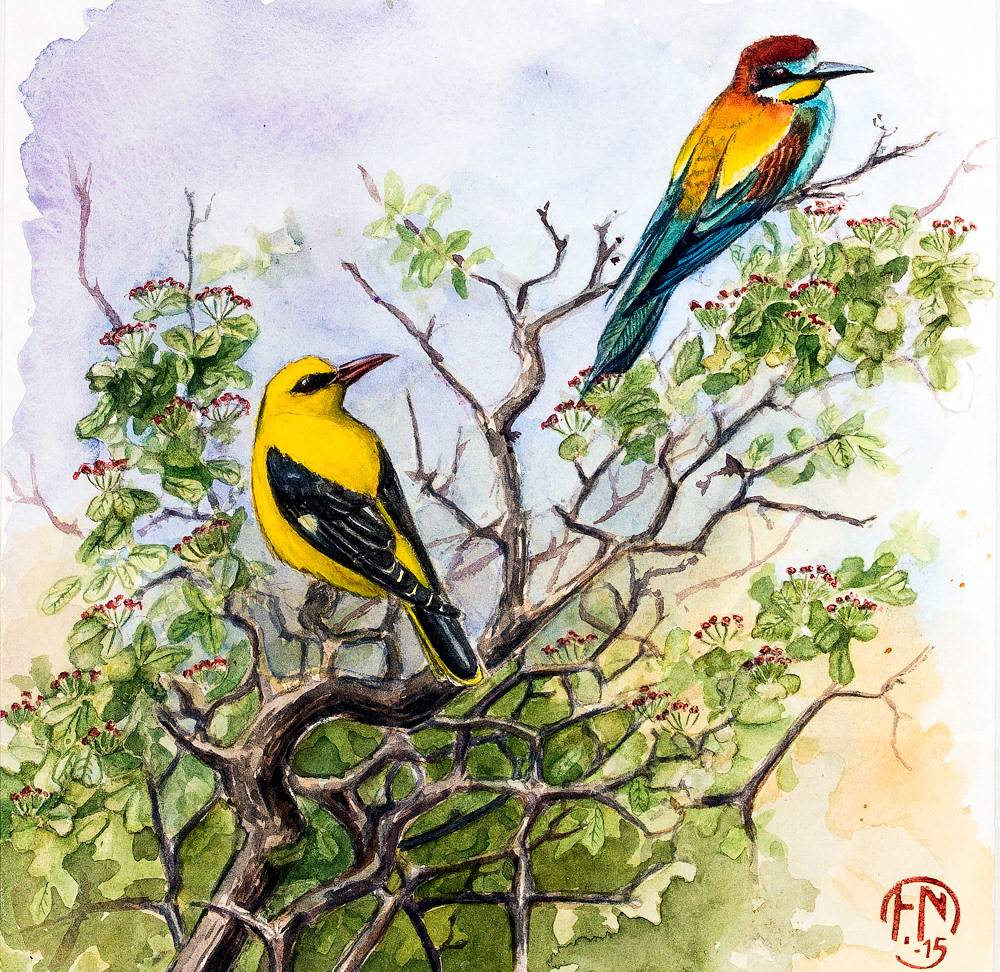 Golden oriole and Bee eater | Sommargylling och biätare 