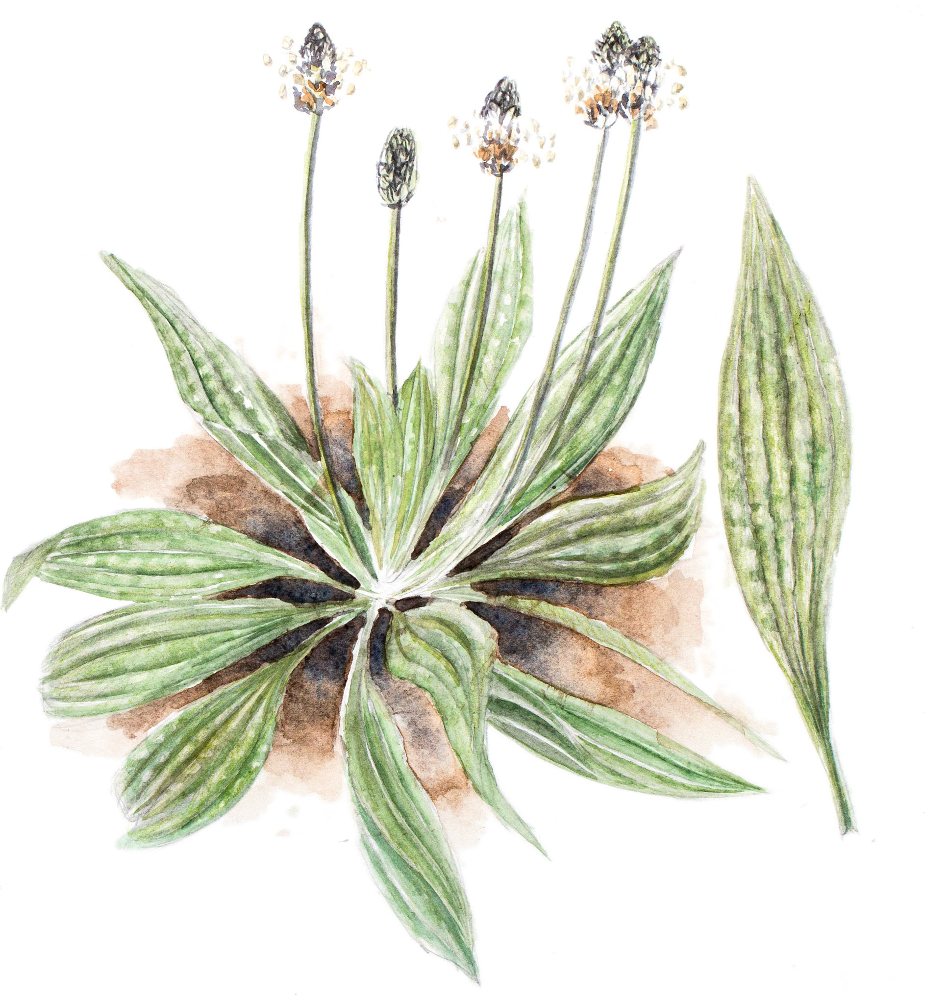 Svartkämpar | Plantago