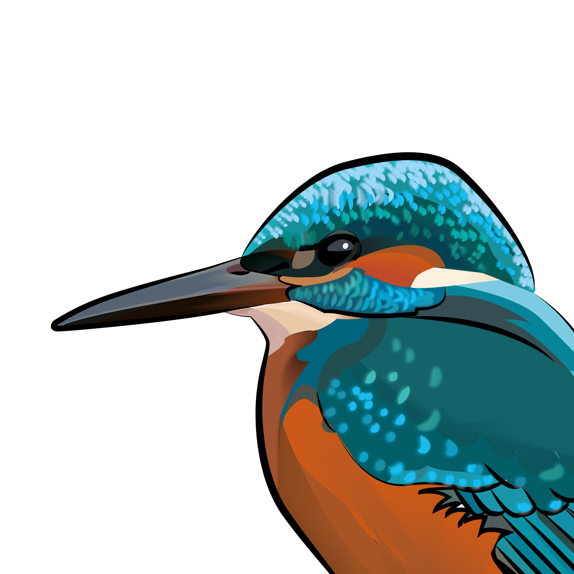 Kungsfiskare | Eurasian Kingfisher