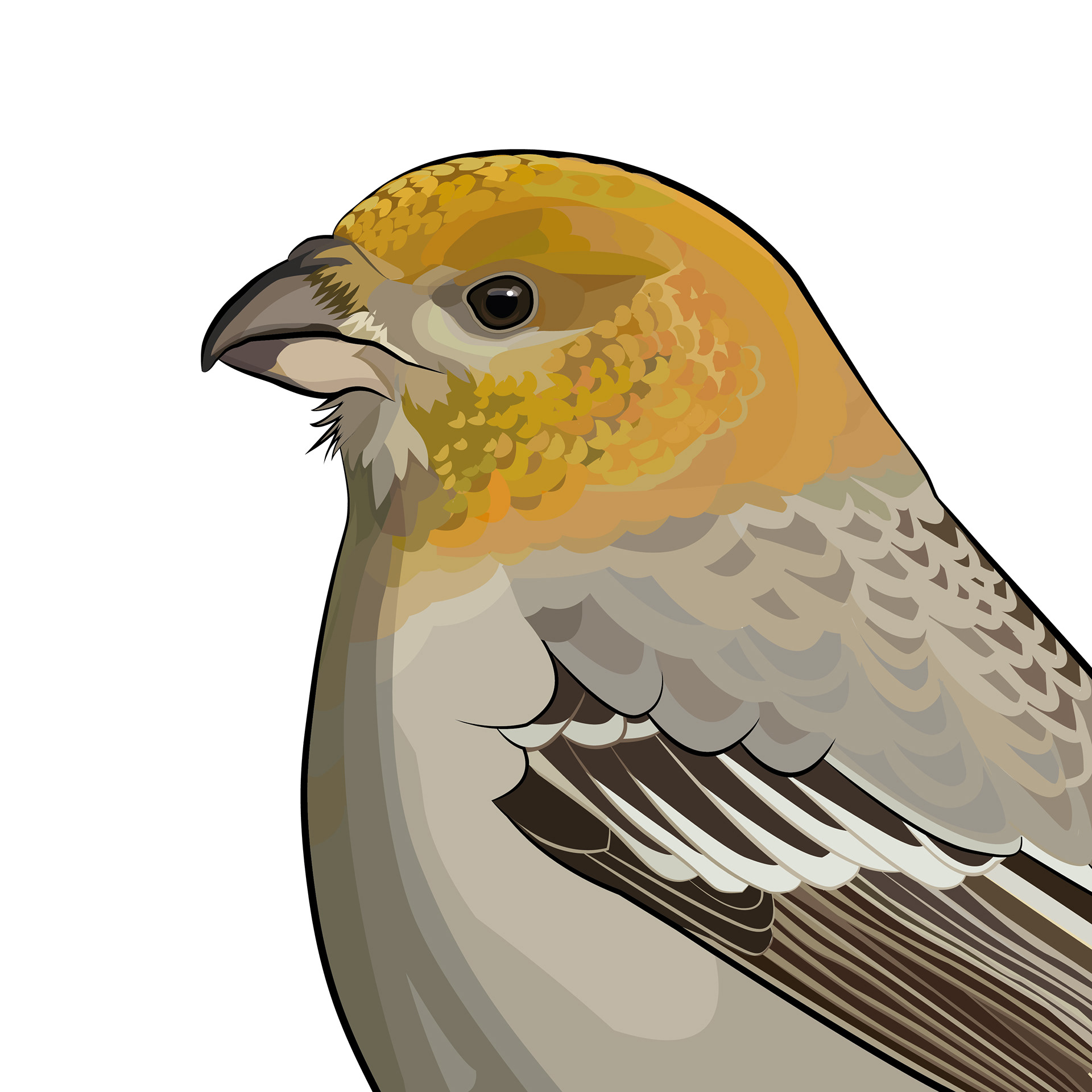 Tallbit | Pine Grosbeak