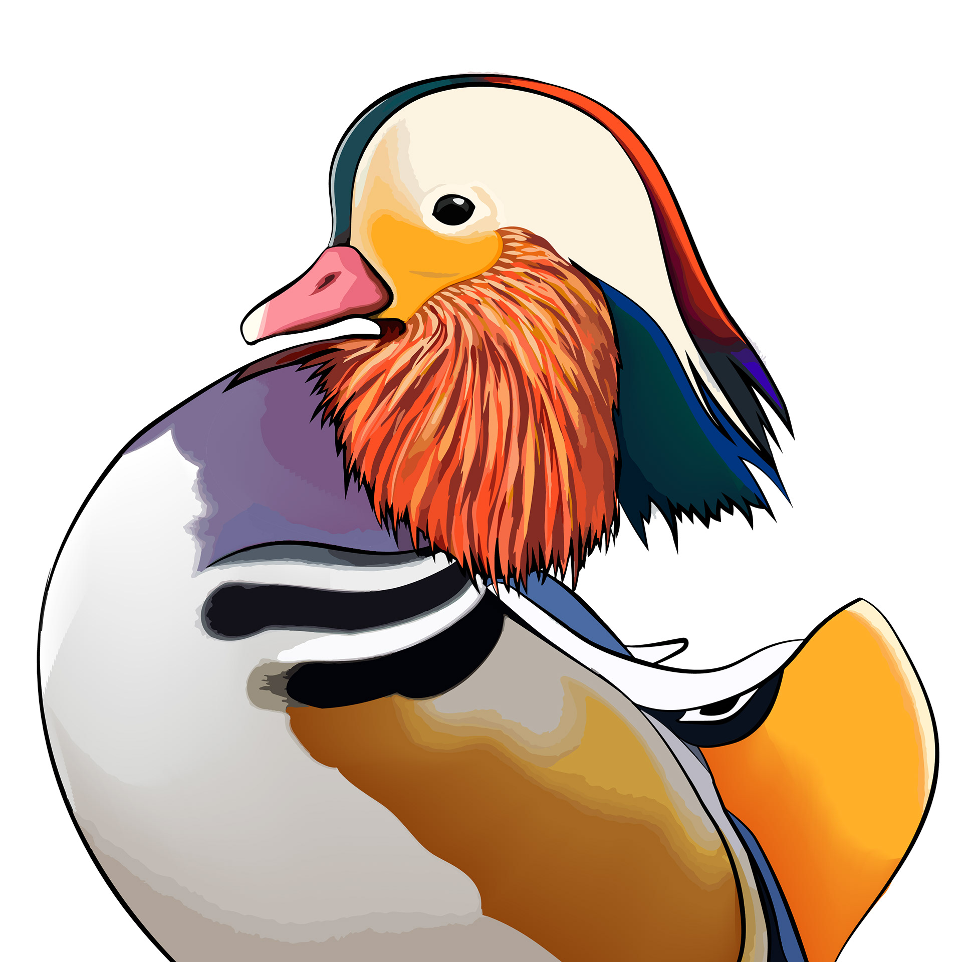 Mandarinand | Mandarin duck