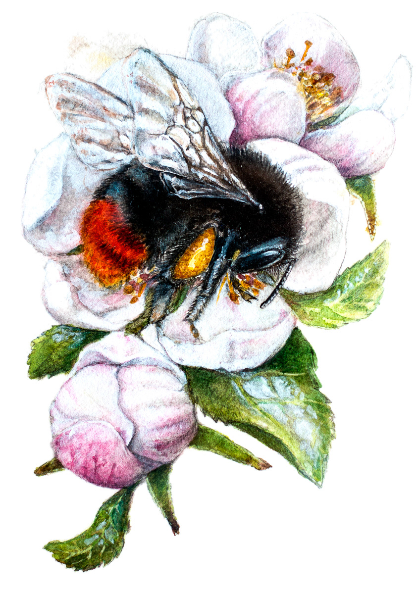 Red-tailed bumblebee | Stenhumla | Bombus lapidarius