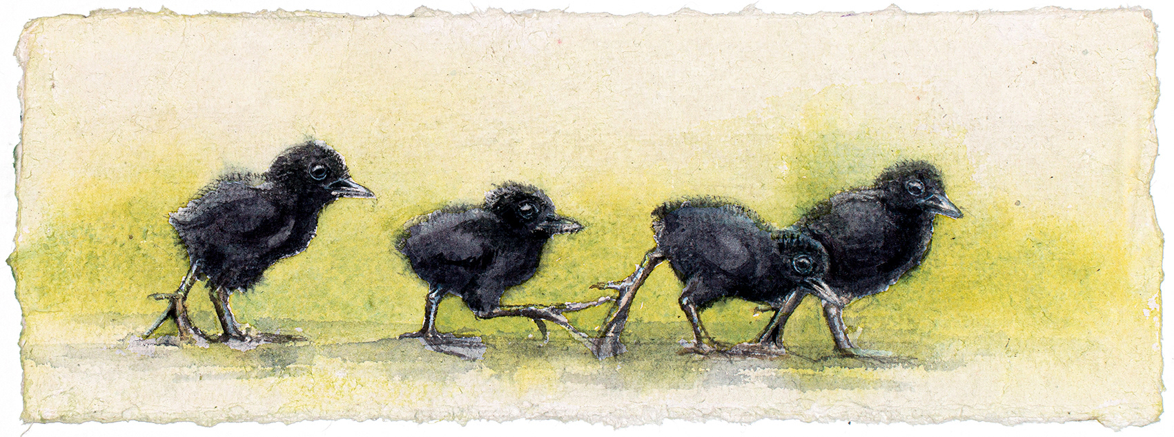 Water rail chicks | Vattenrallsungar | Rallus aquaticus