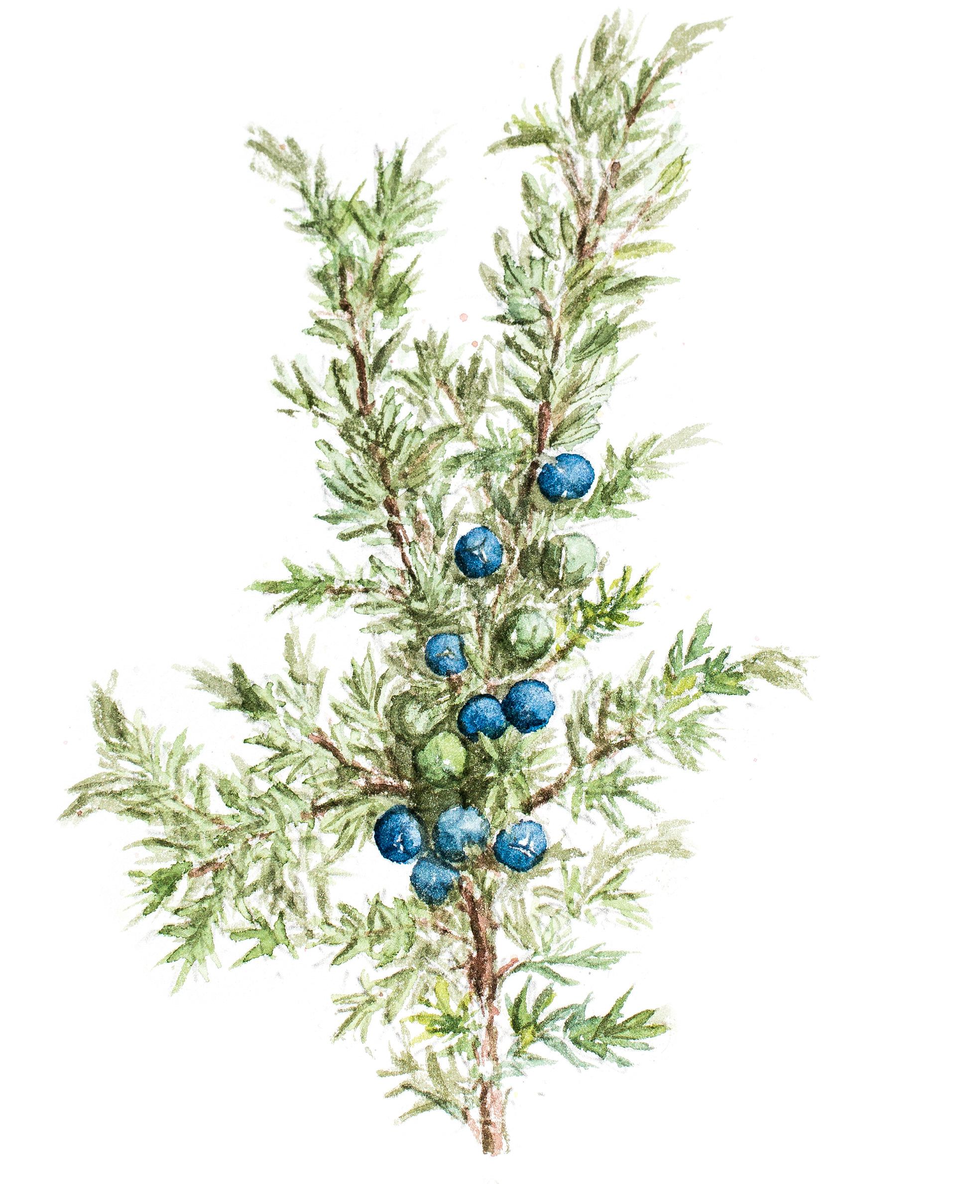 Juniper | En | Juniperus communis