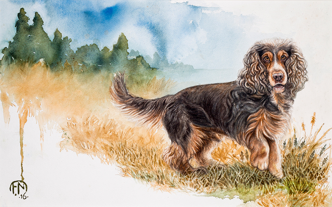 Totte - English cocker spaniel