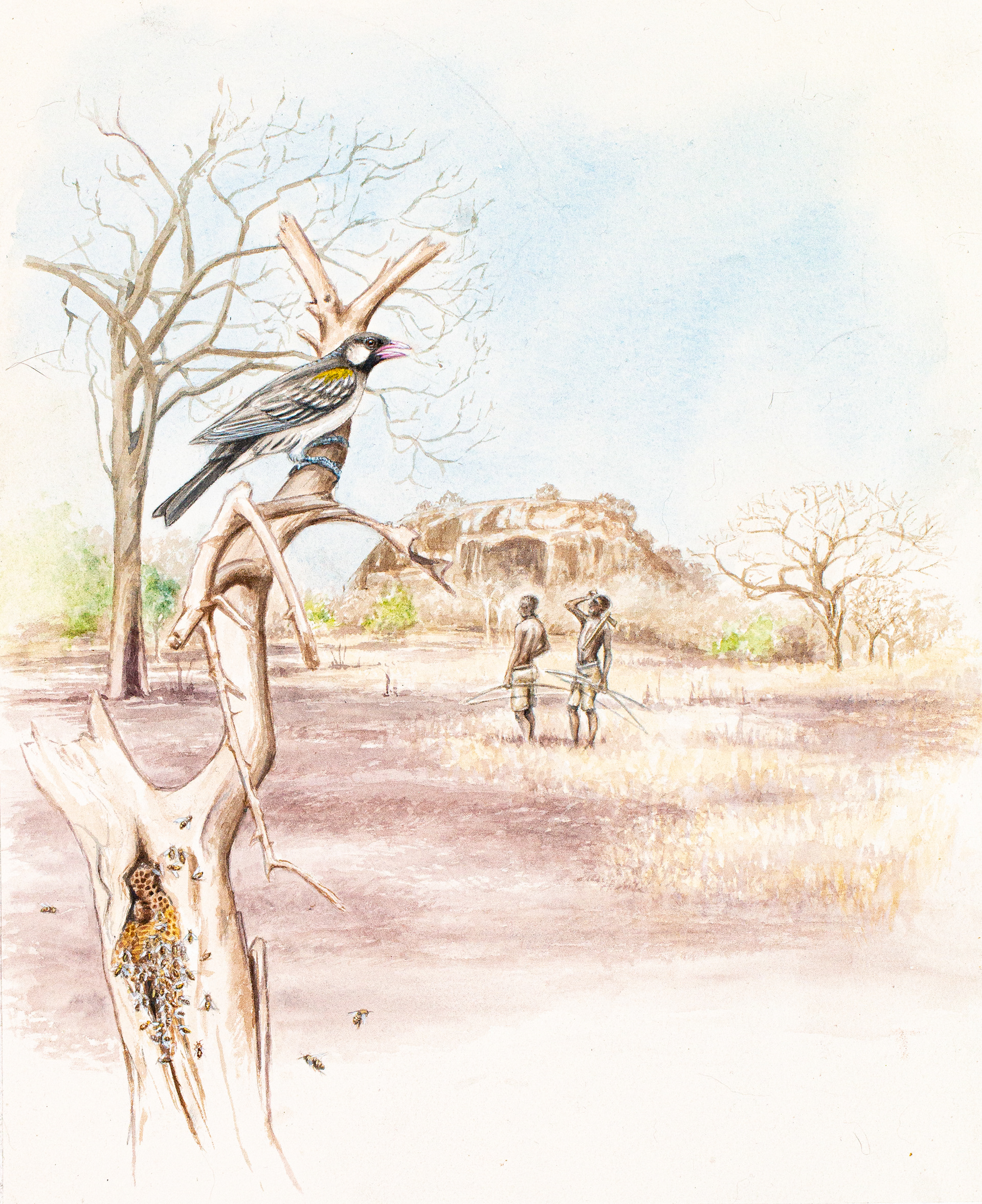 Greater honeyguide | Svartstrupig honungsvisare | Indicator indicator