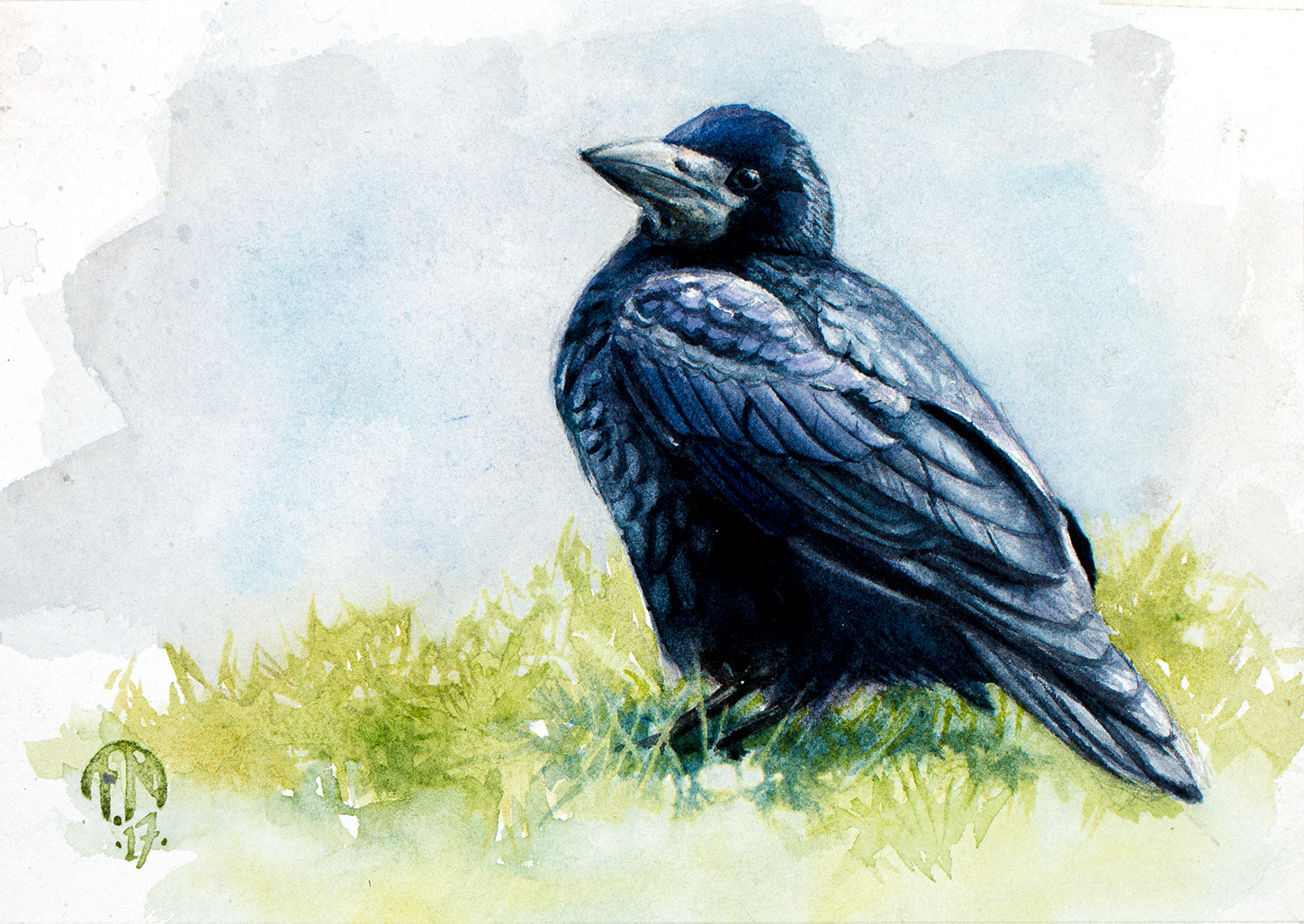Rook | Råka | Corvus frugilegus
