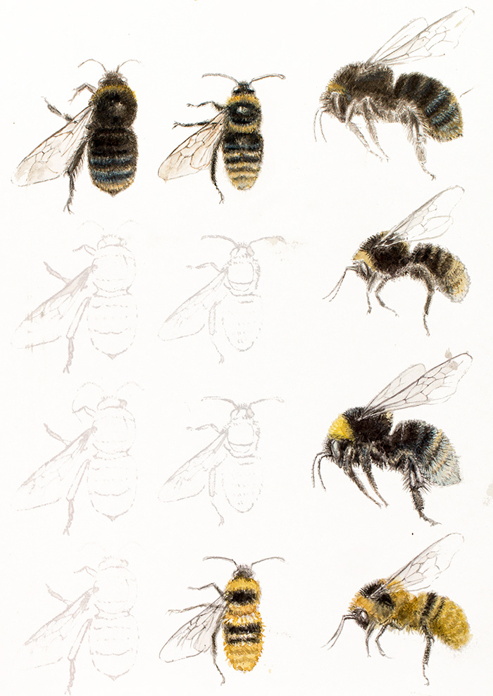 Short-haired bumblebees | Vallhumlor | Bombus subterraneus