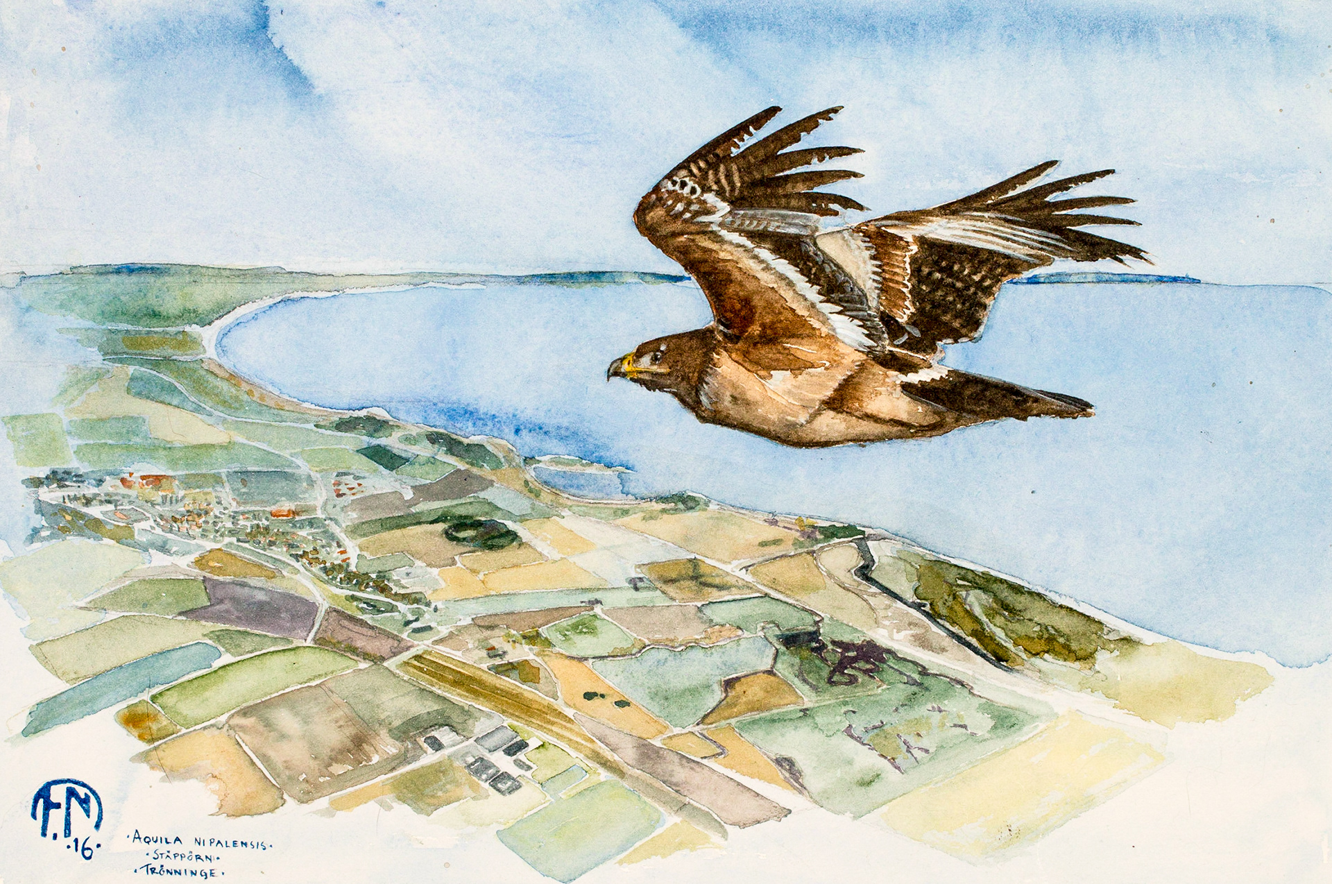 Steppe eagle | Stäppörn | Aquila nipalensis