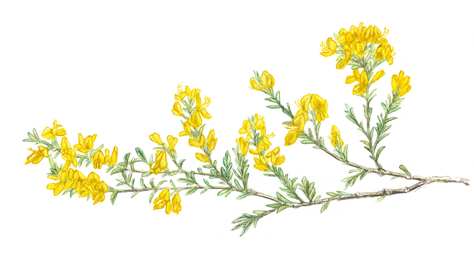 Creeping broom | Hårginst | Genista pilosa