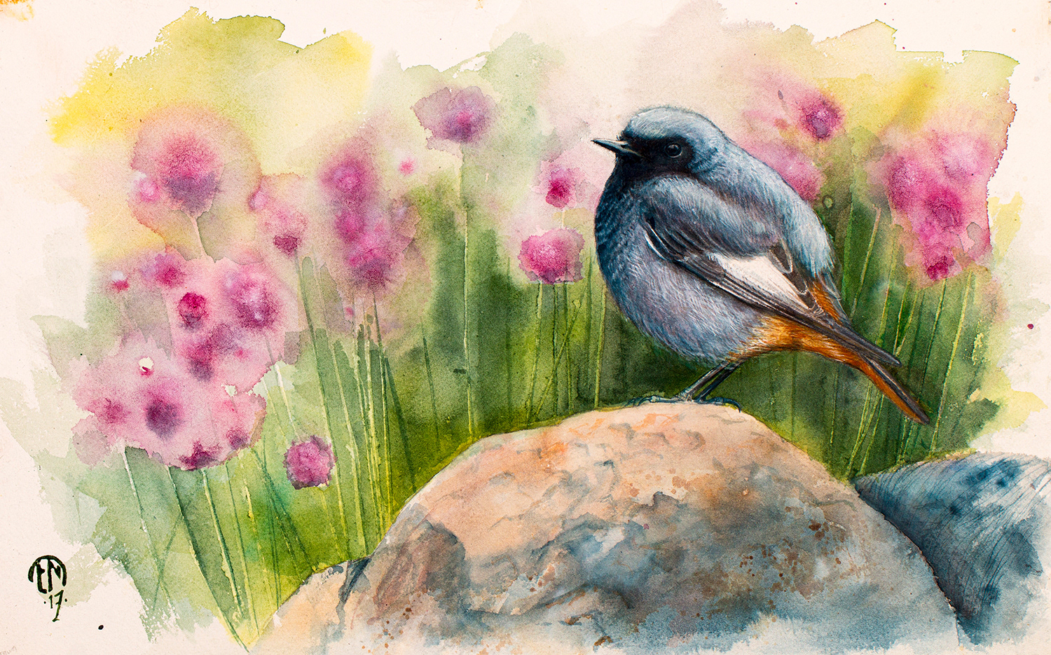 Black redstart | Svart rödstjärt | Phoenicurus ochruros