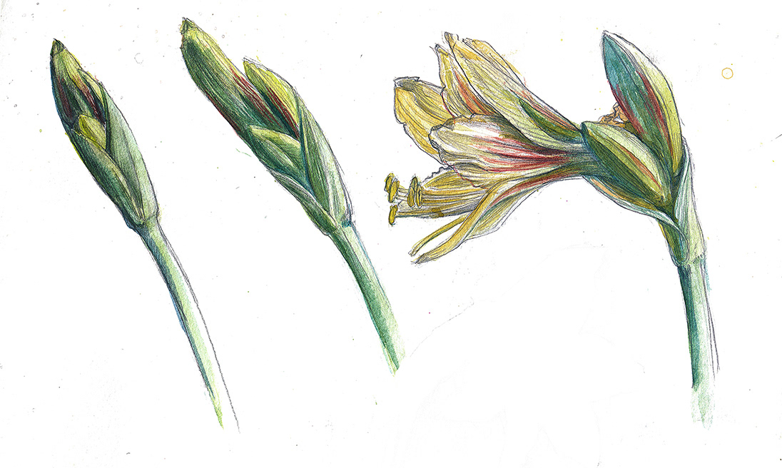 Amaryllis