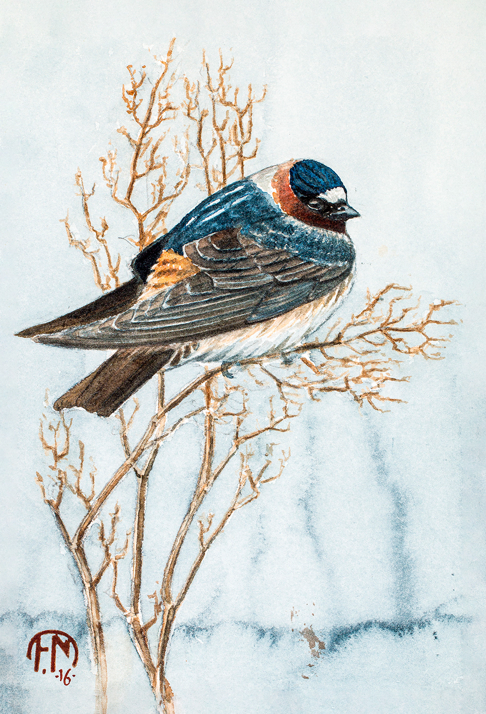 American cliff swallow | Stensvala |  Petrochelidon pyrrhonota