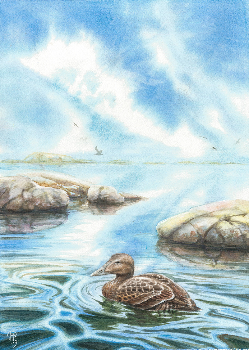 Common eider | Åda | Somateria mollissima