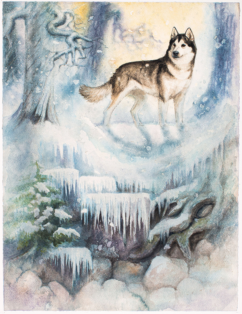Embla - Alaskan Malamute