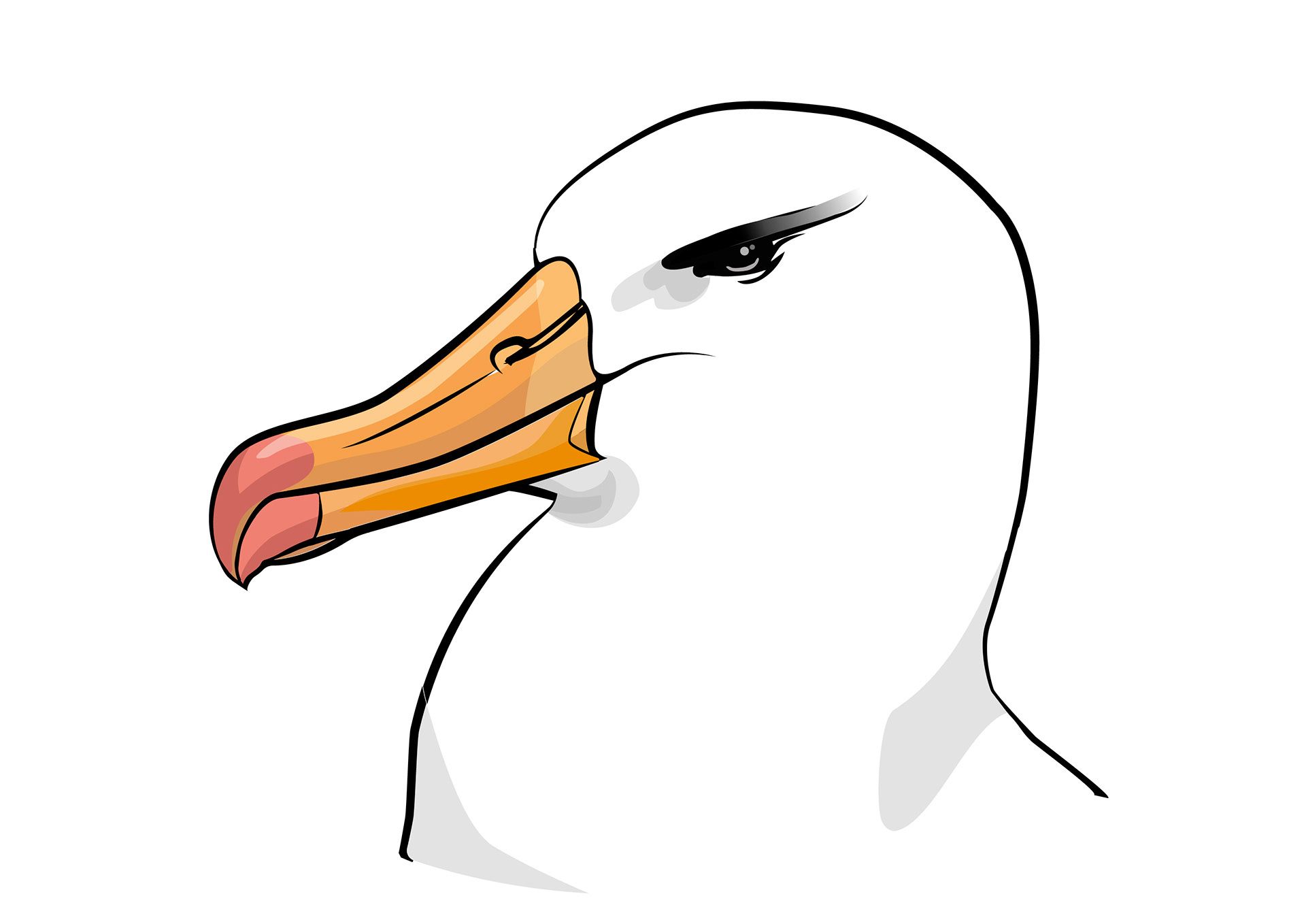 Svartbrynad albatross | Black-browed Albatross