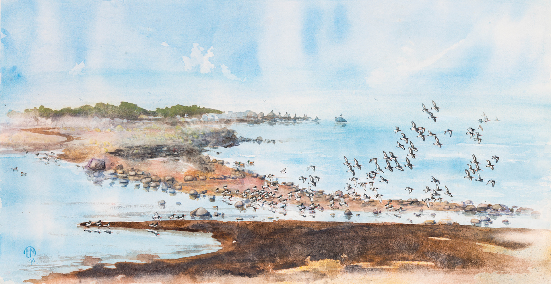 Oystercatchers at Påarp reef | Strandskator vid Påarpsrevet 