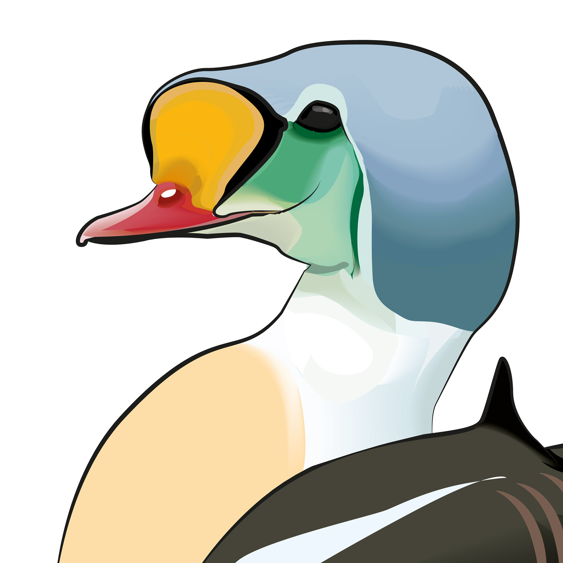 Praktejder | King Eider