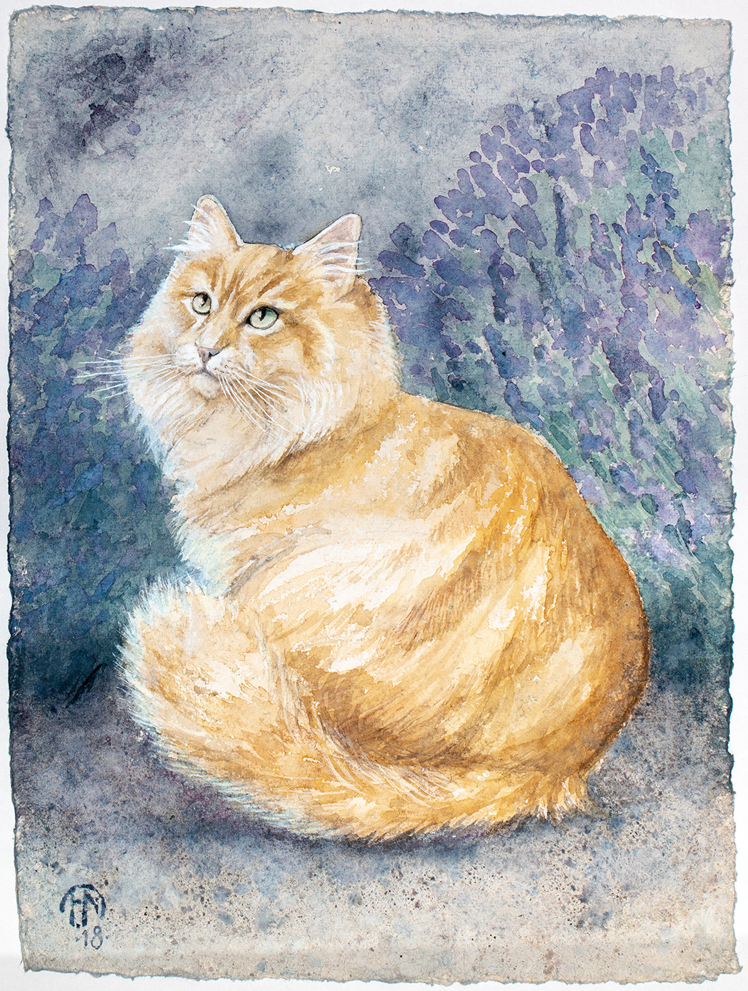 Brutus - Siberian cat