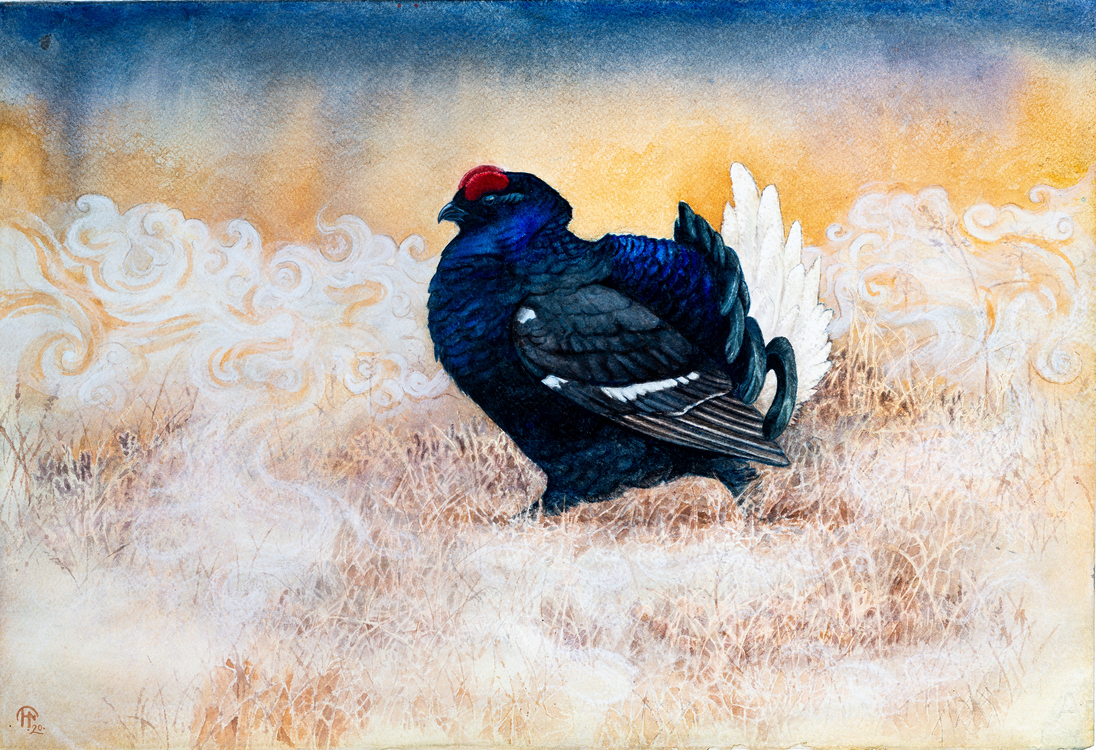 Black grouse | Orrtupp | Lyrurus tetrix