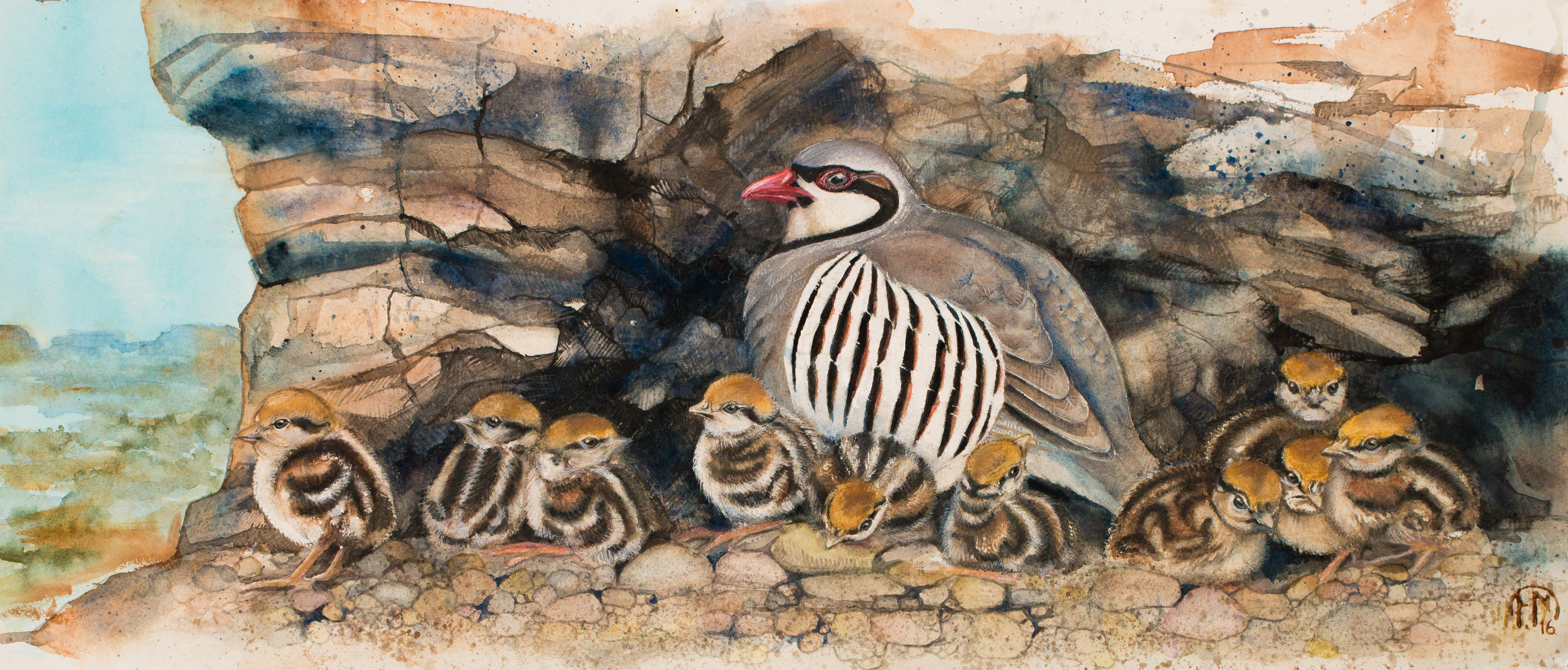 Chukar hen with chicks