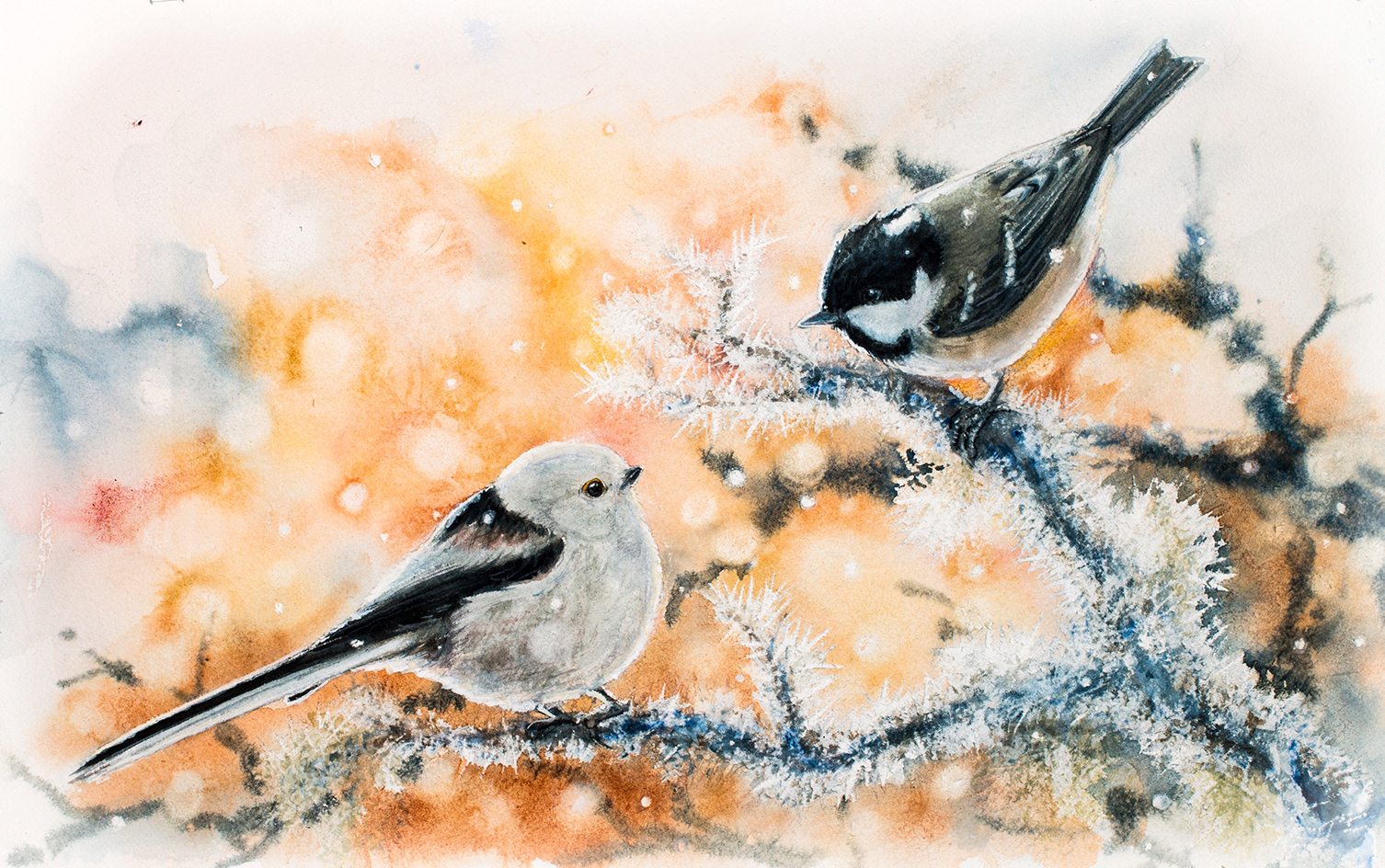Long-tailed tit and Coal tit | Stjärtmes och svartmes | Aegithalos caudatus &  Parus ater