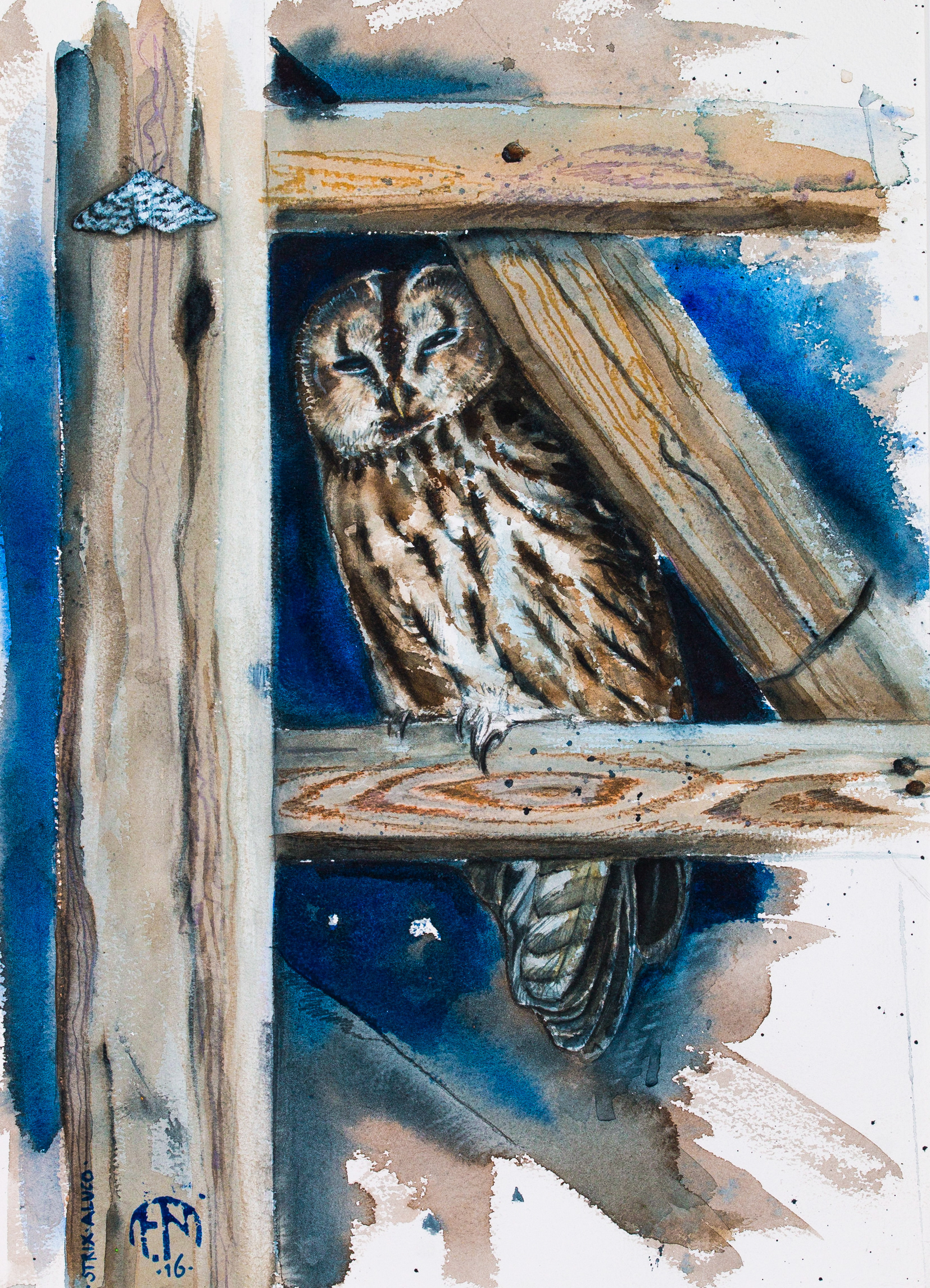 Tawny owl | Kattuggla | Strix aluco