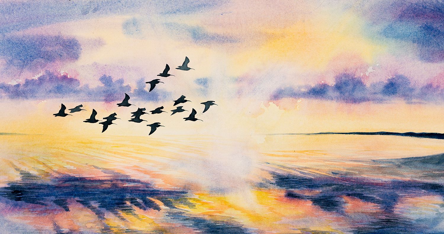 Eurasian curlews | Storspovar | Numenius arquata 