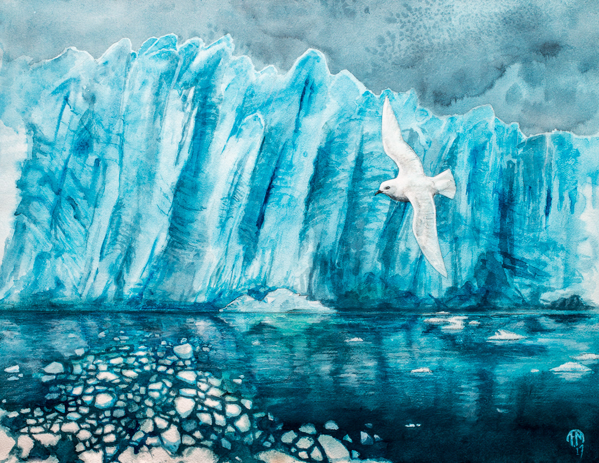 Snow petrel | Ispetrell | Pagodroma nivea