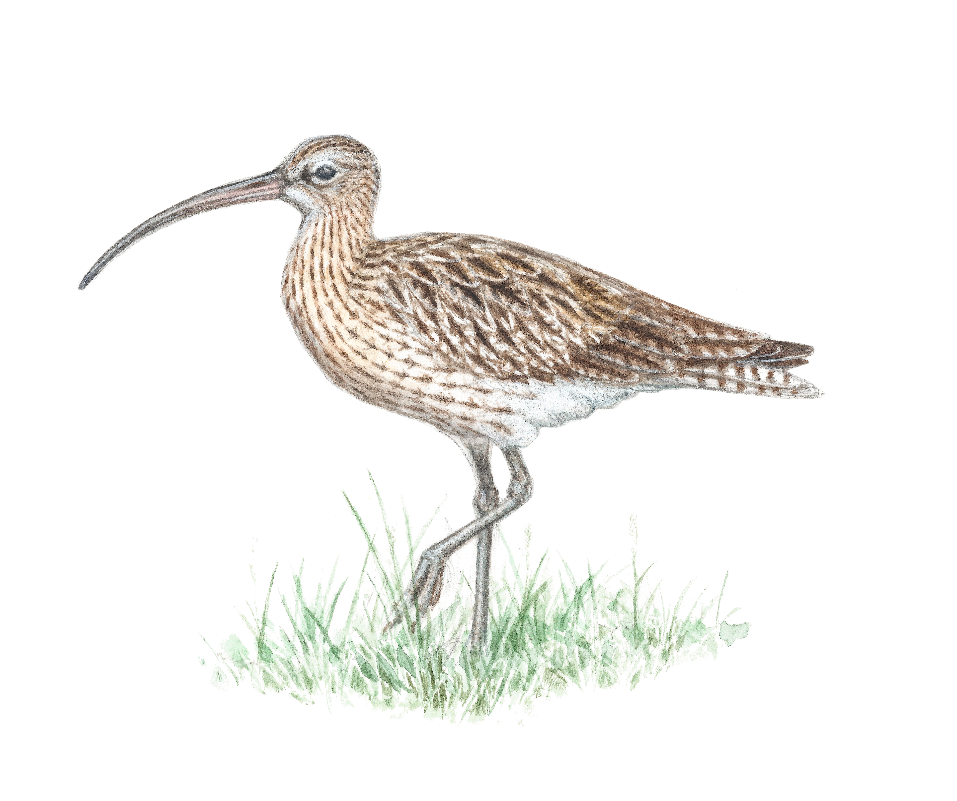 Eurasian curlew | Storspov | Numenius arquata