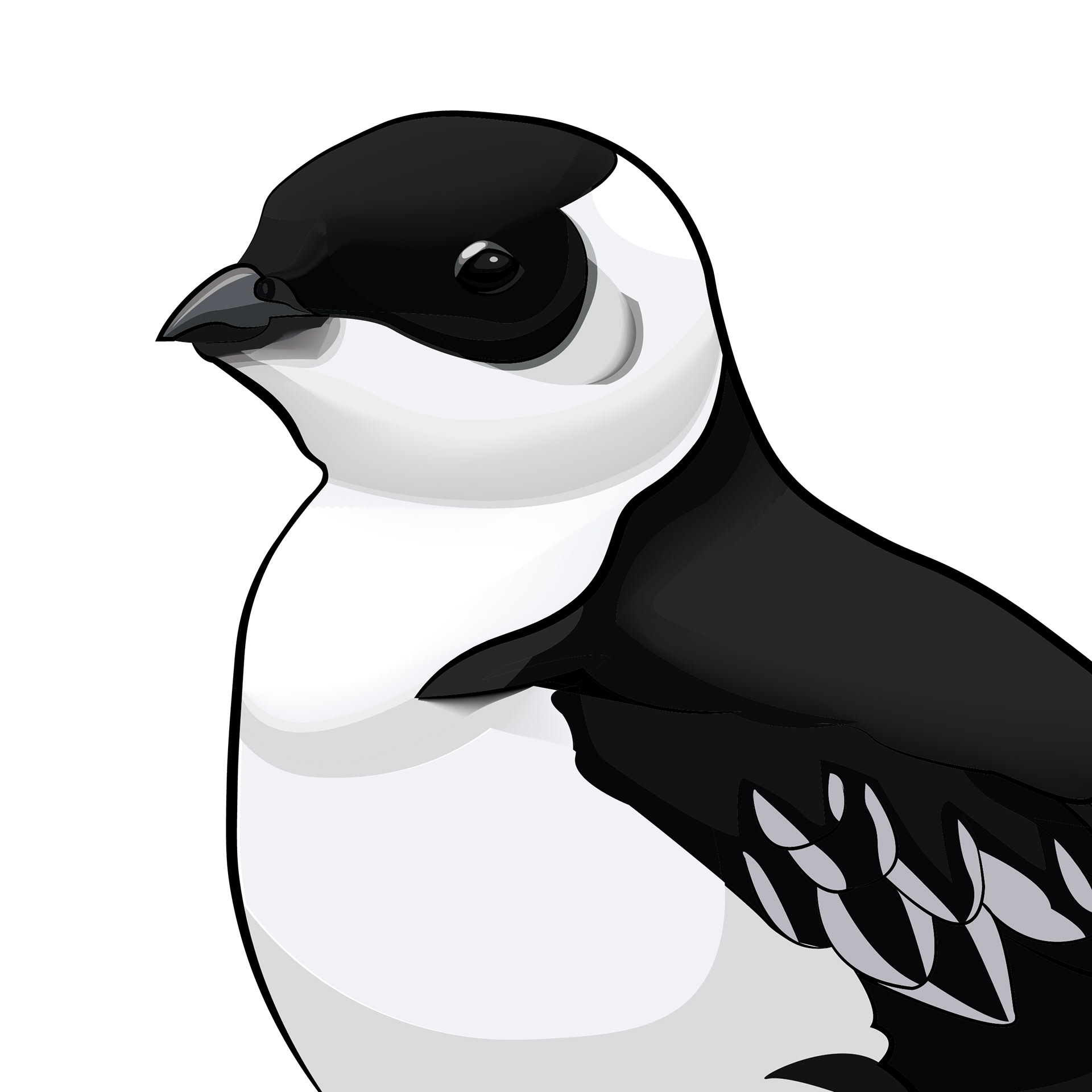 Alkekung | Little Auk