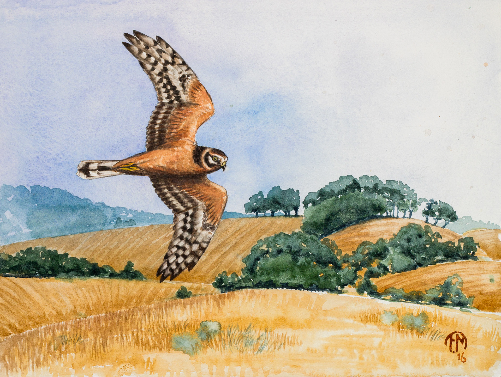 Pallid harrier | Stäpphök | Circus macrourus